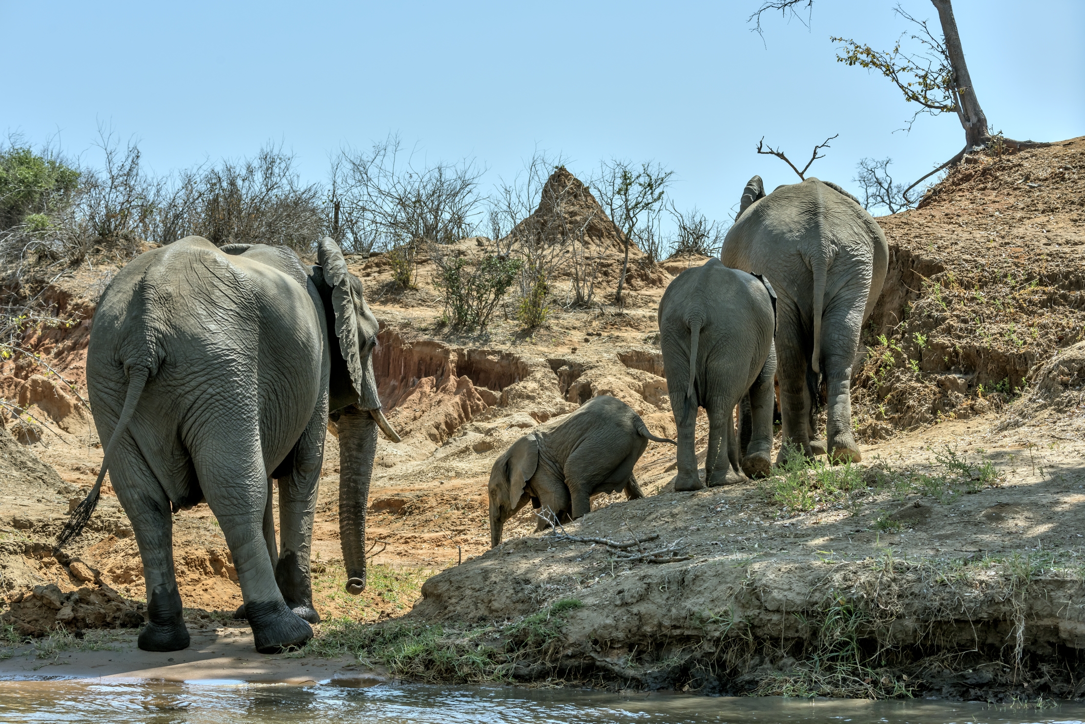 Zambia 2015 - Sullo Zambesi