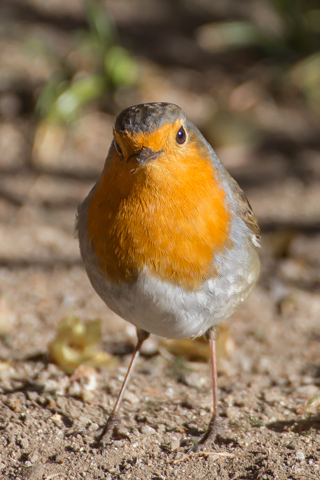 Robin