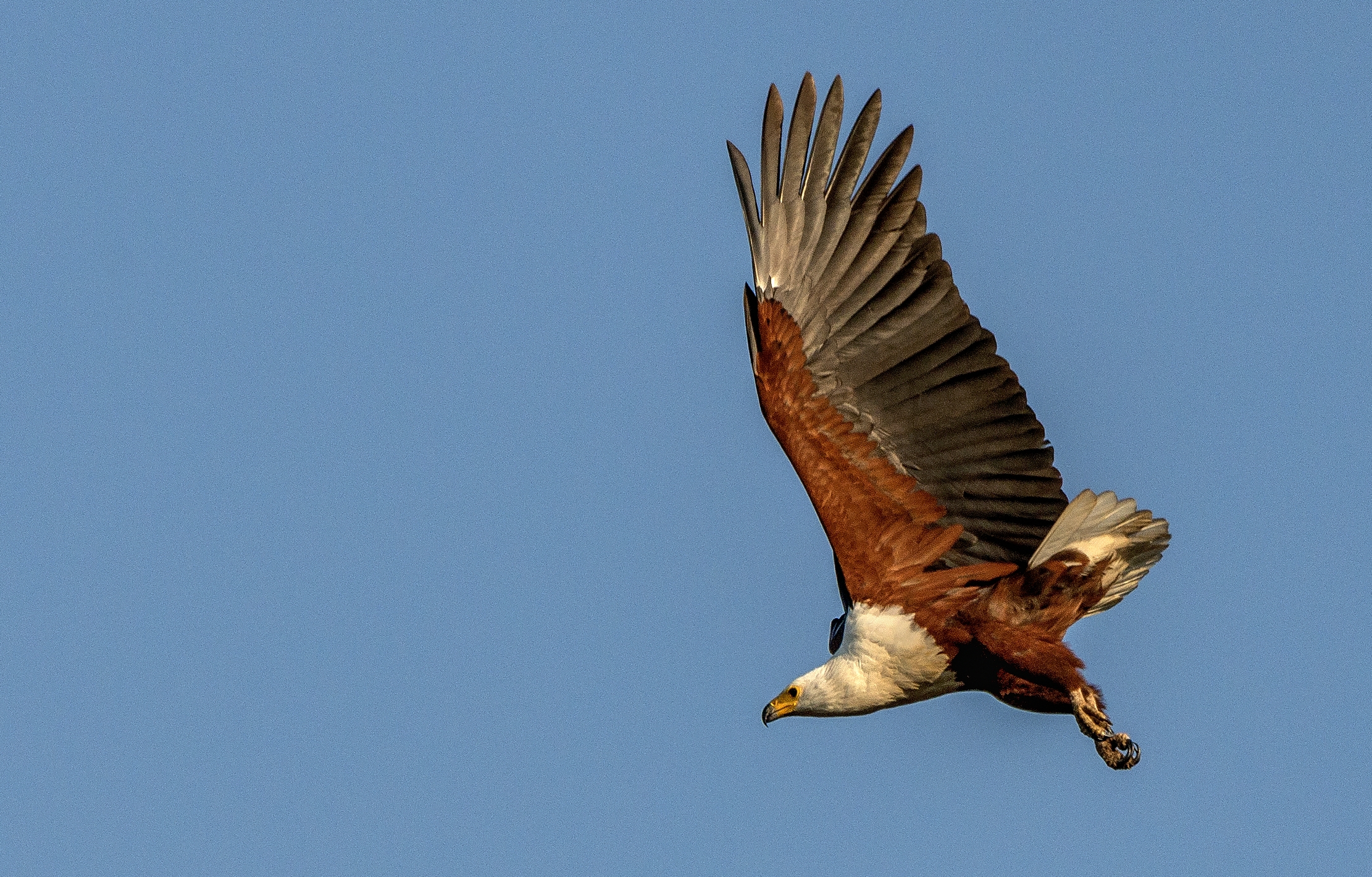 Zambia 2015 - Fish eagle