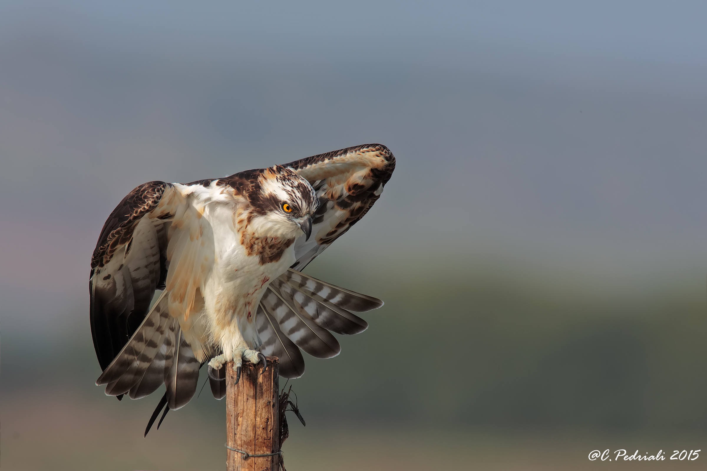 The fisherman at rest ...