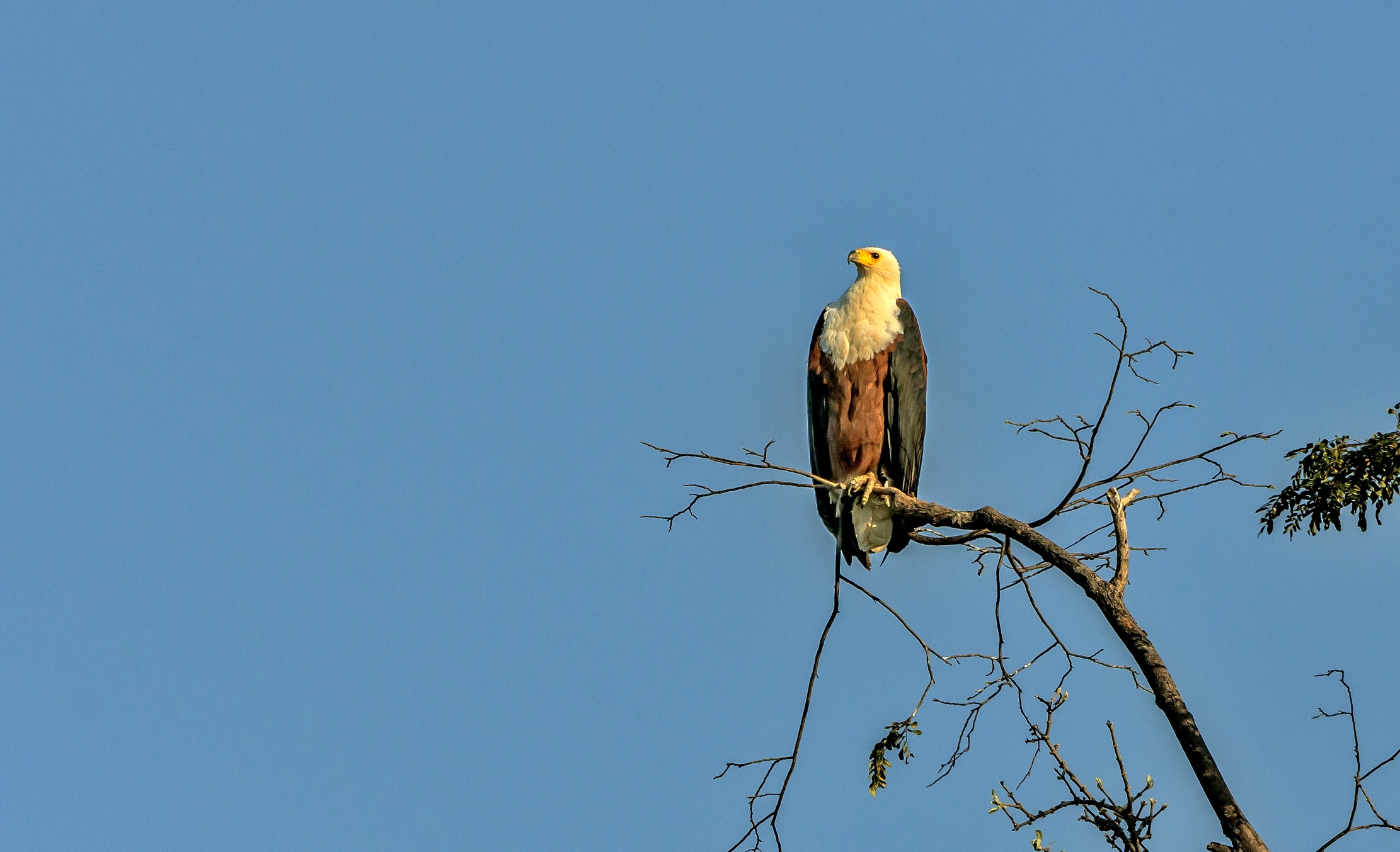 Zambia 2015 - Fish eagle