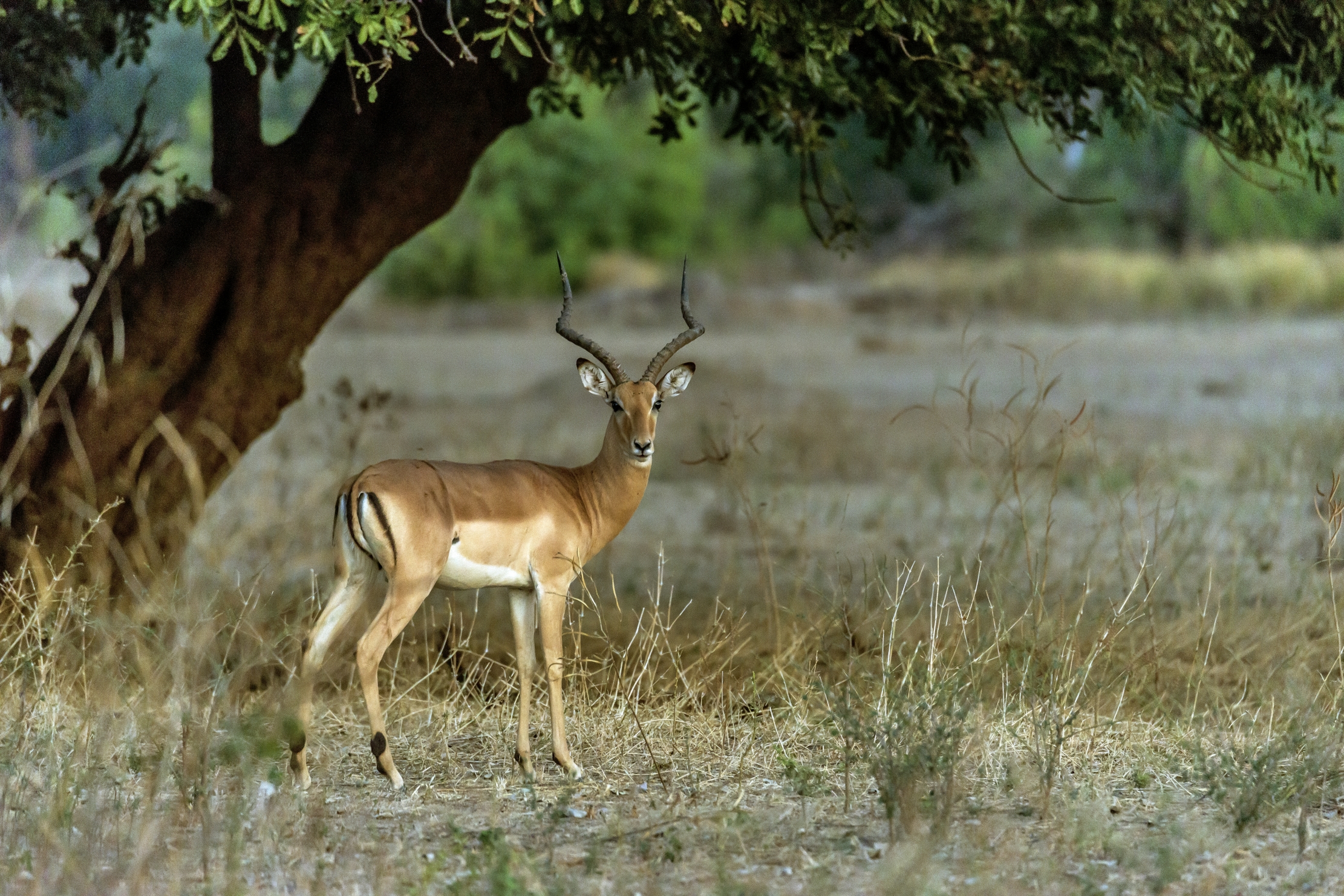 Zimbabwe 2015 - All'alba