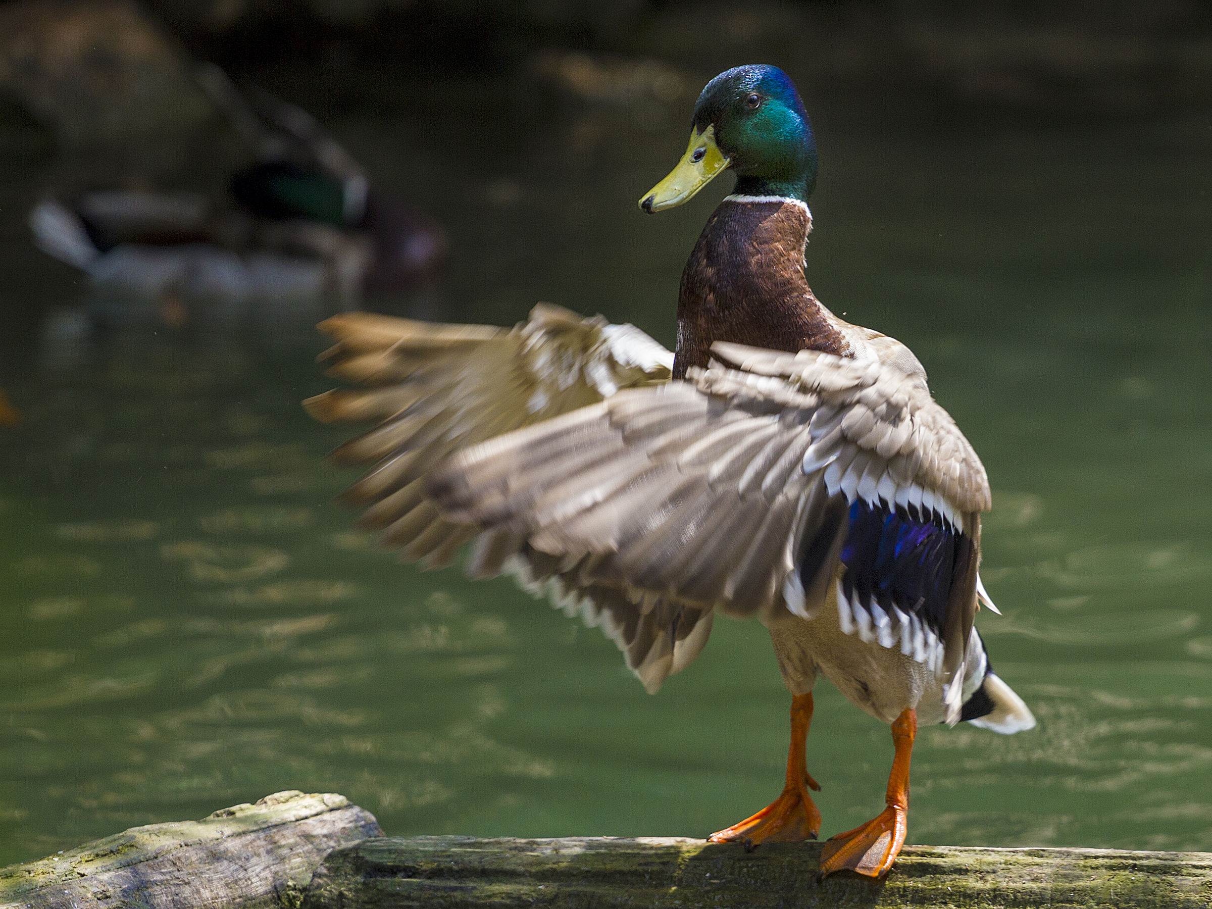 Mallard