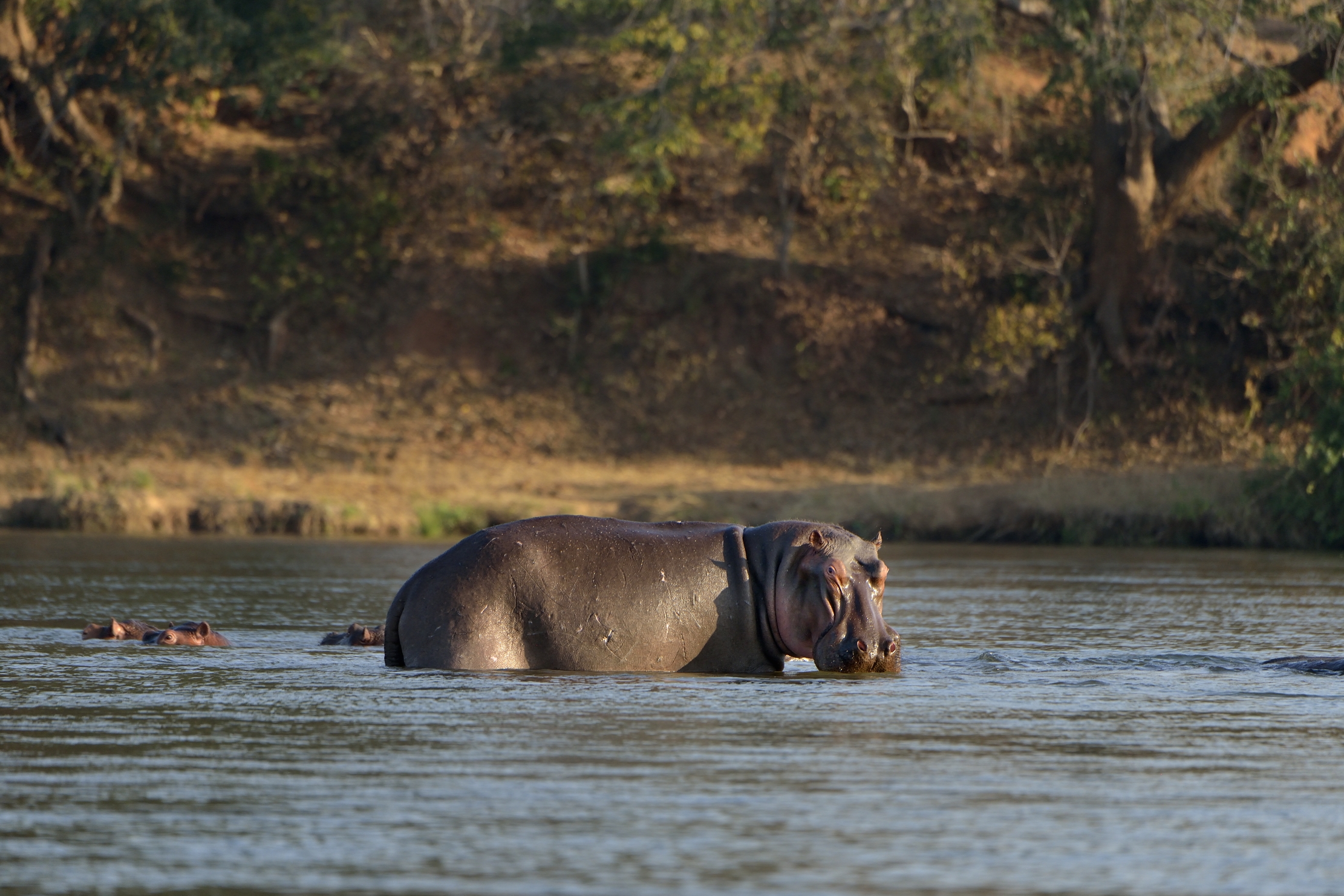 Zambia 2015 - Sullo Zambesi