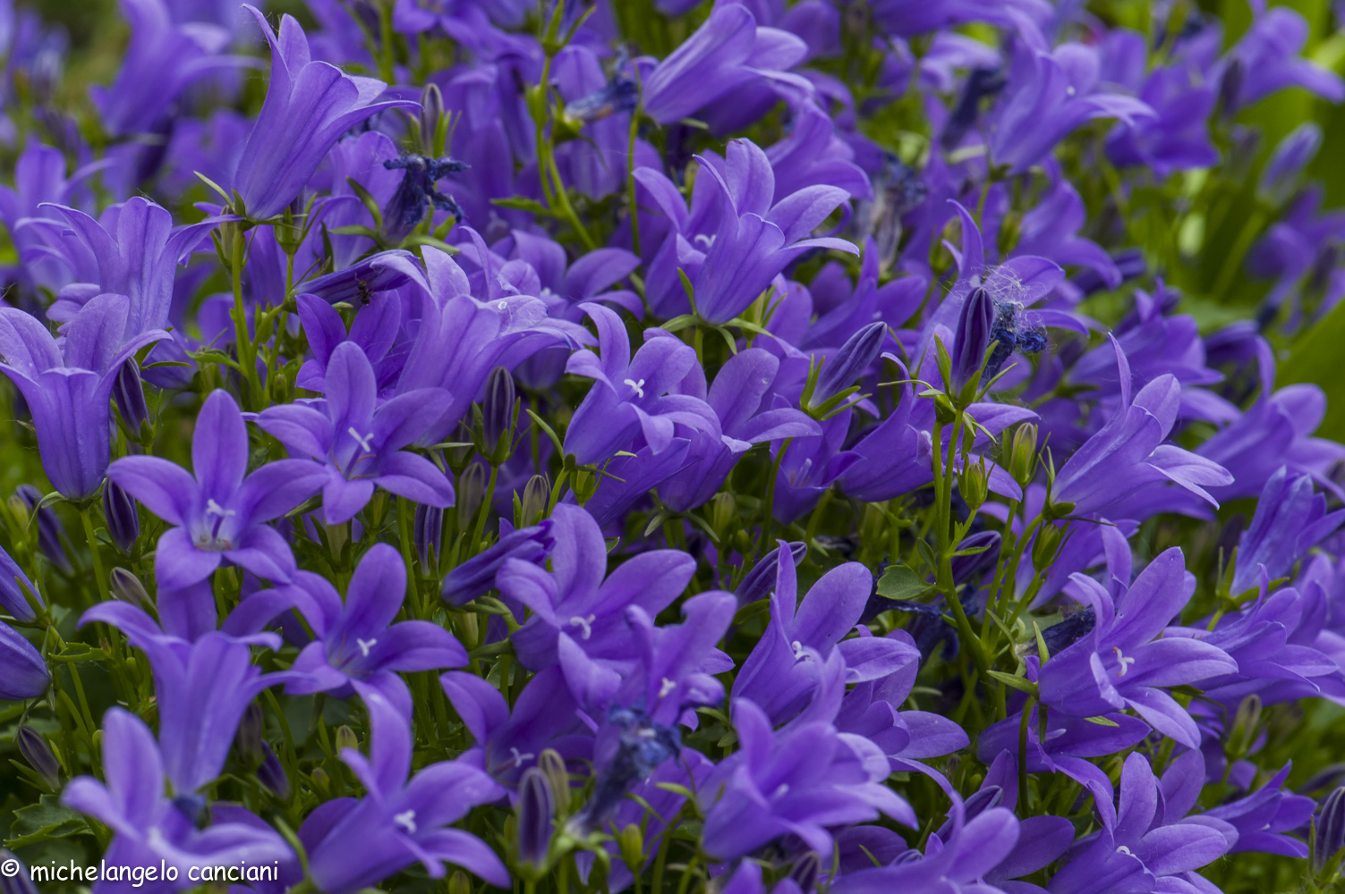 campanula carpatica