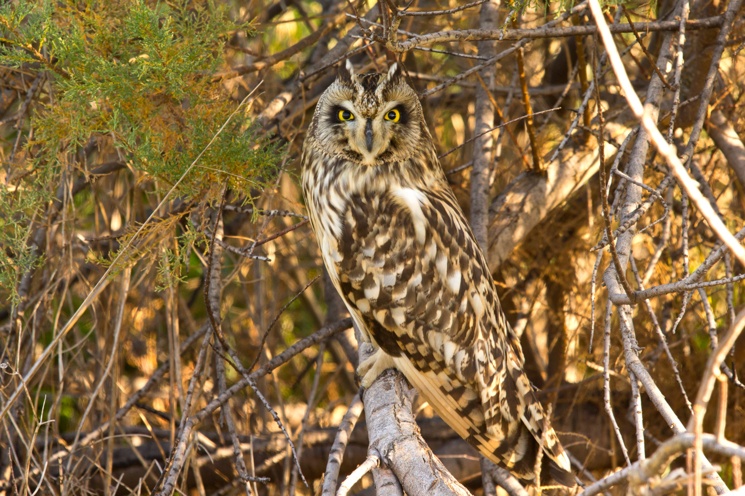 My first short-eared owl