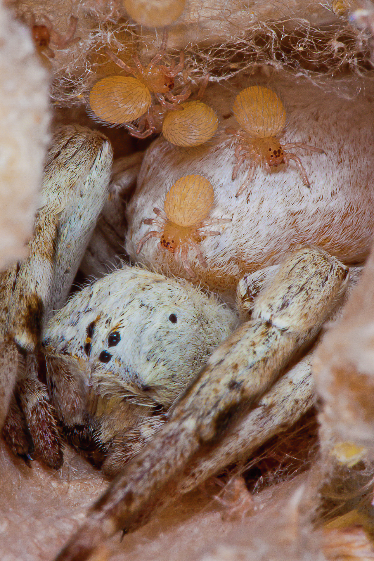 Pacific Velvet Spider & Babies