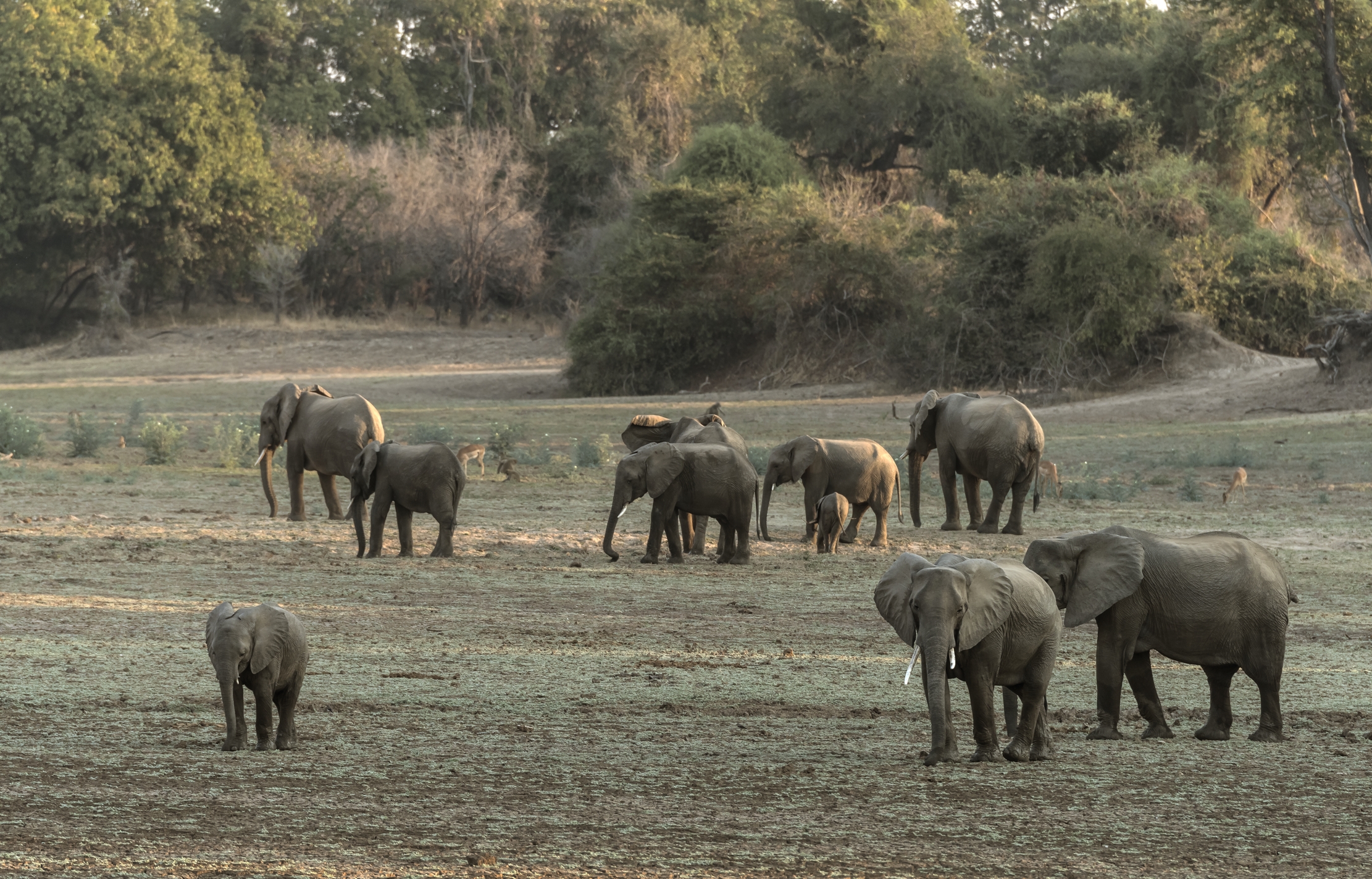 Zambia 2015 - Elephants