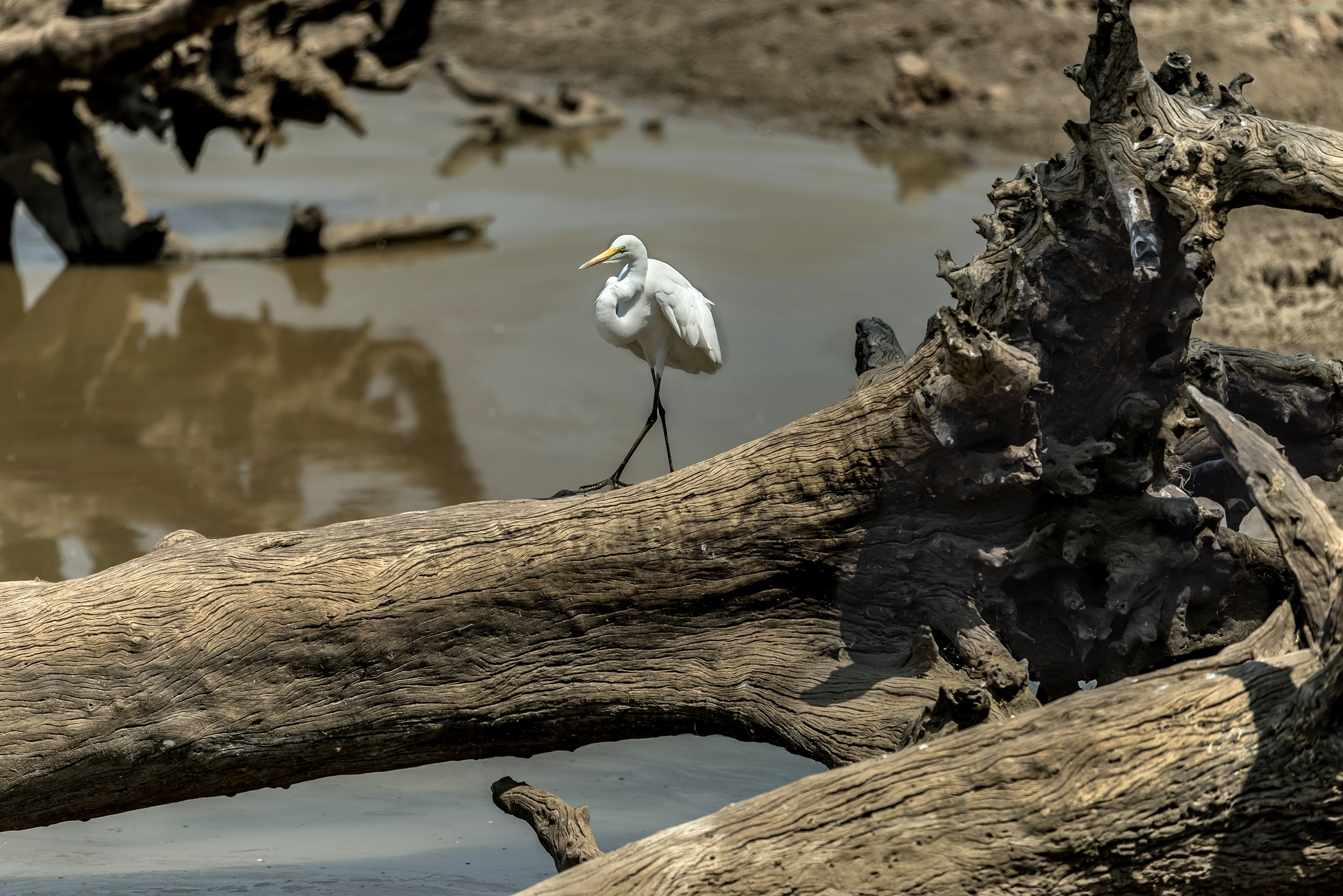 Zambia 2015 - Sul Luangwa