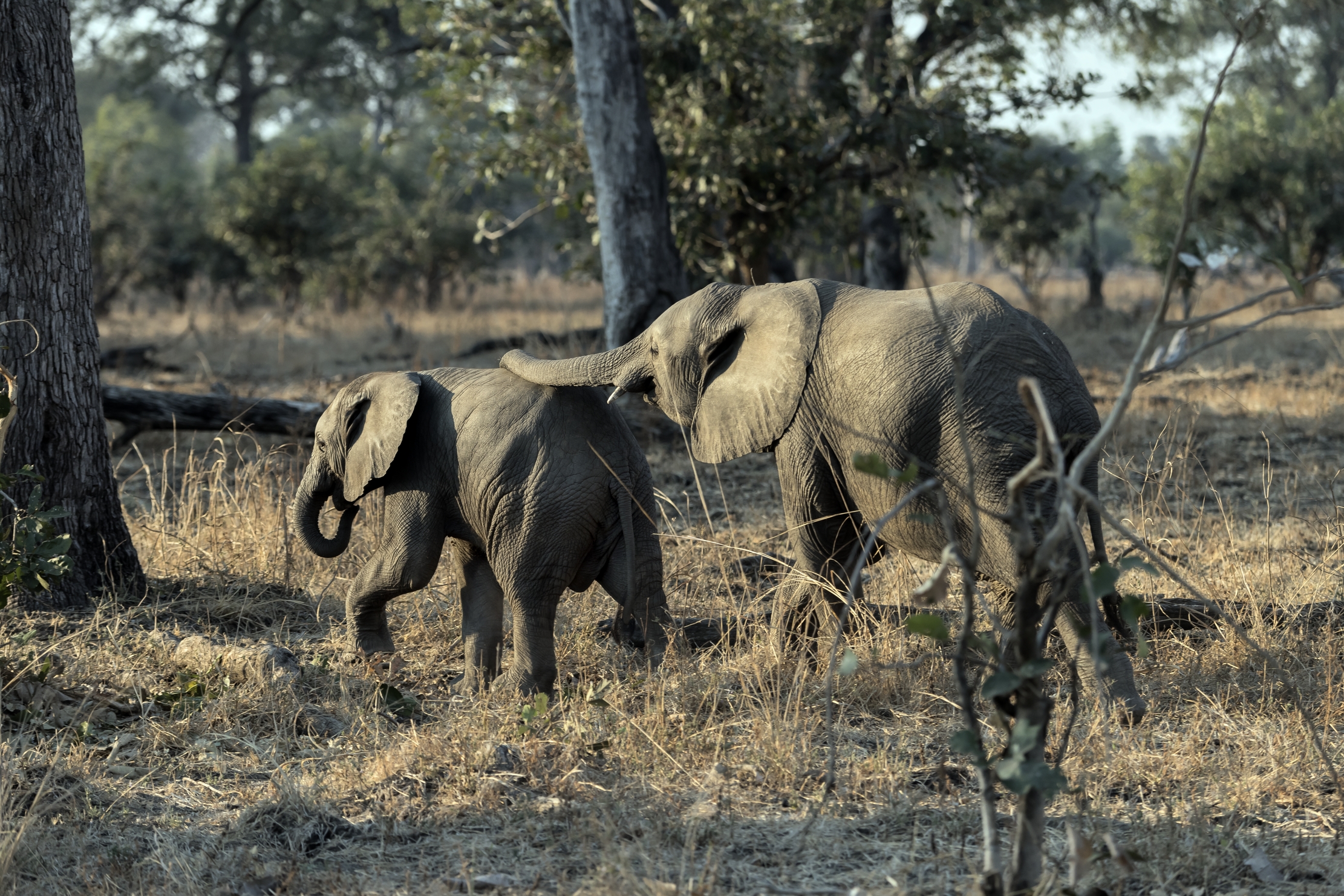 Zambia 2015 - Trenino