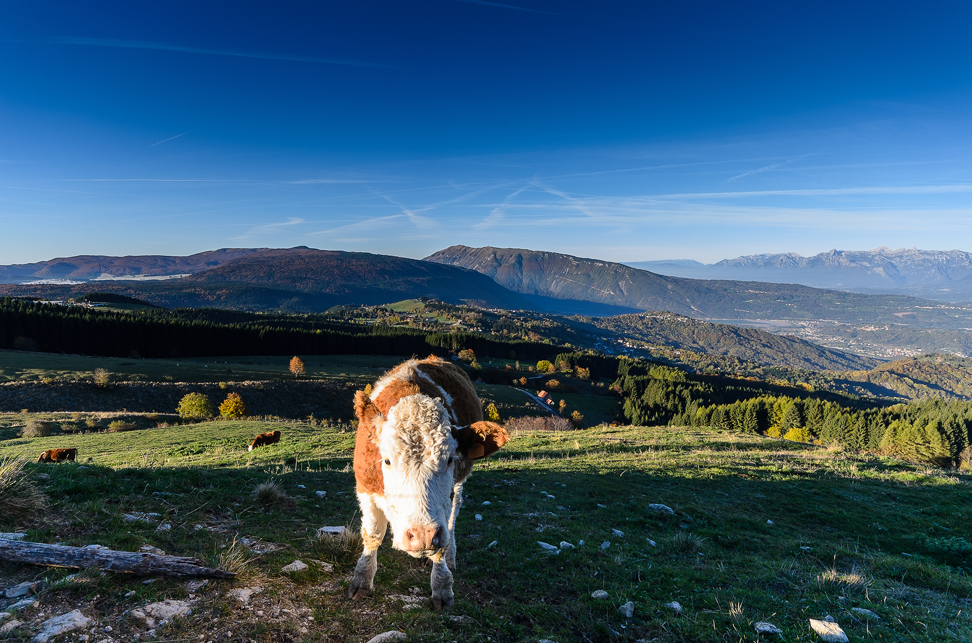 What are you looking at, human ???