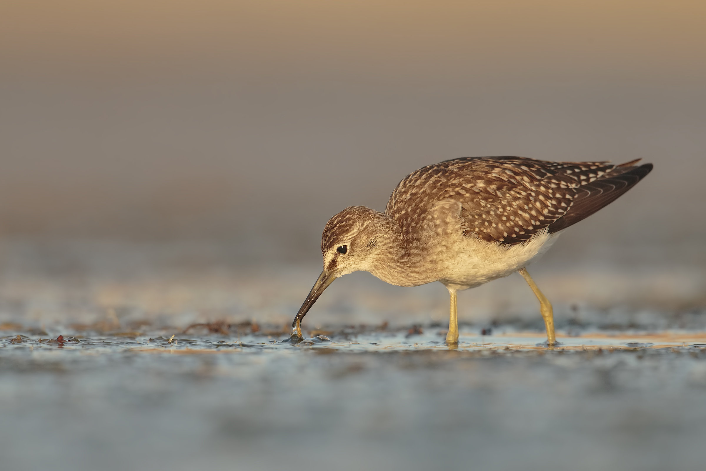Wood Sandpiper