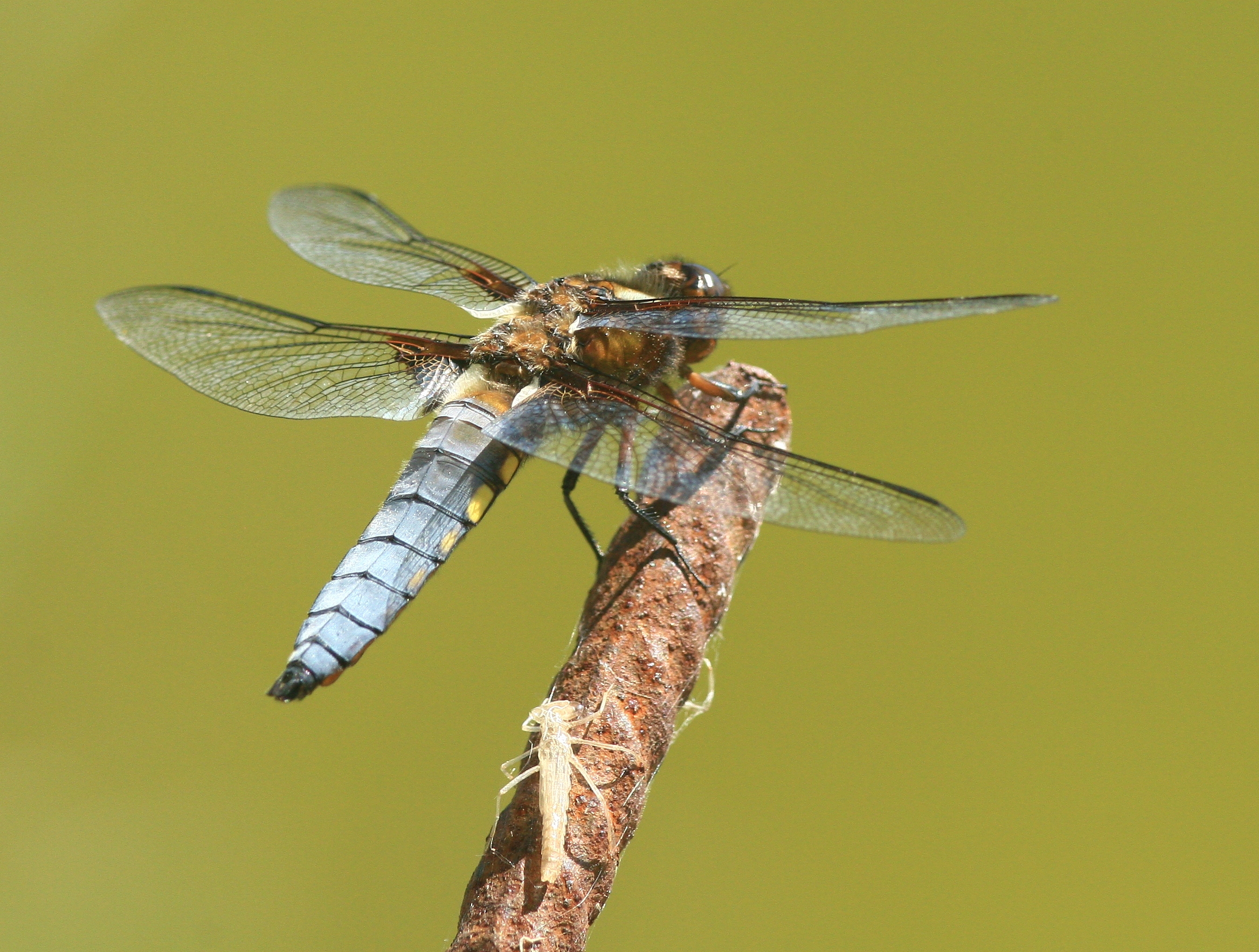 Libellula depressa