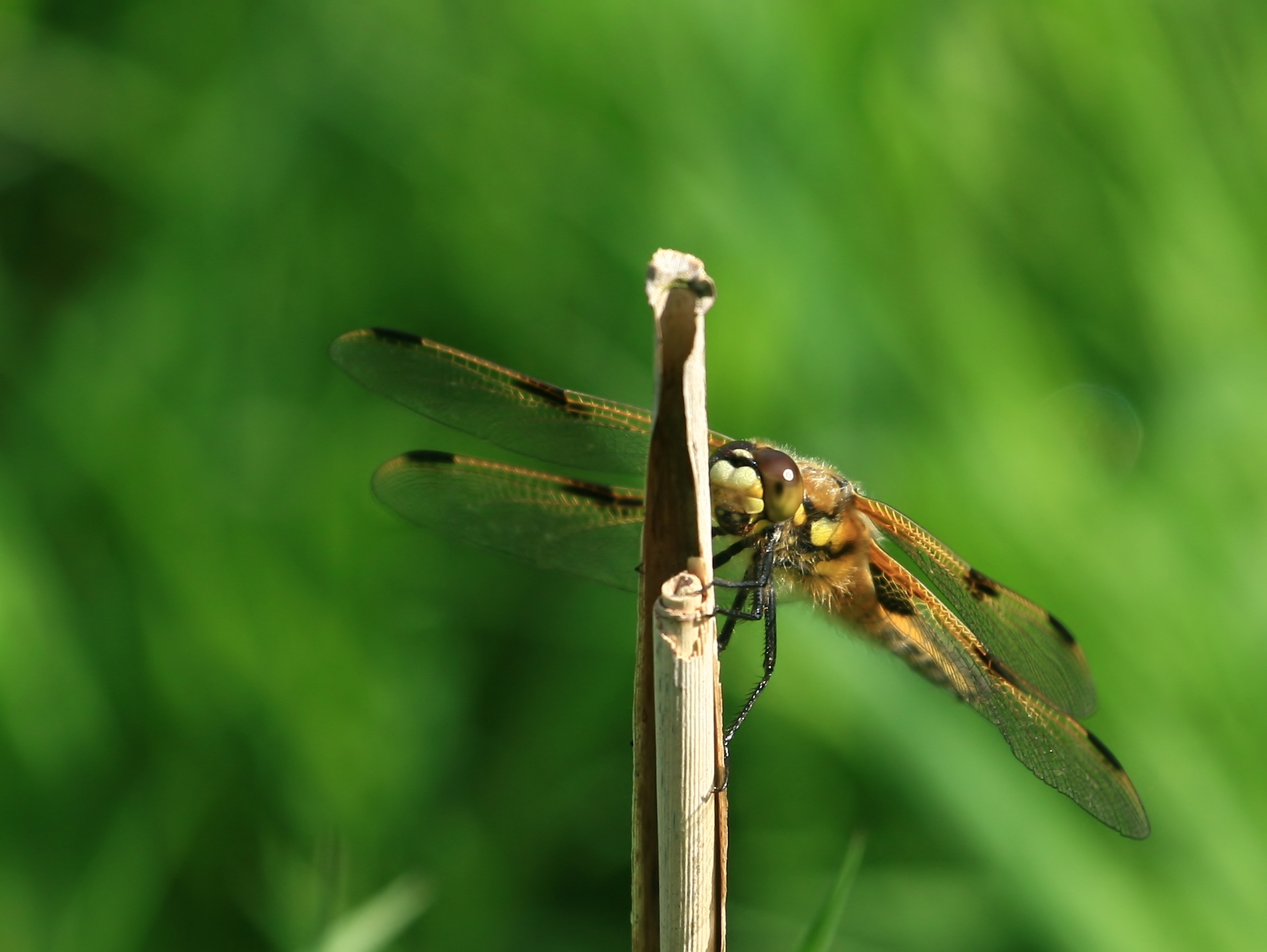 Libellula quaqrimaculata