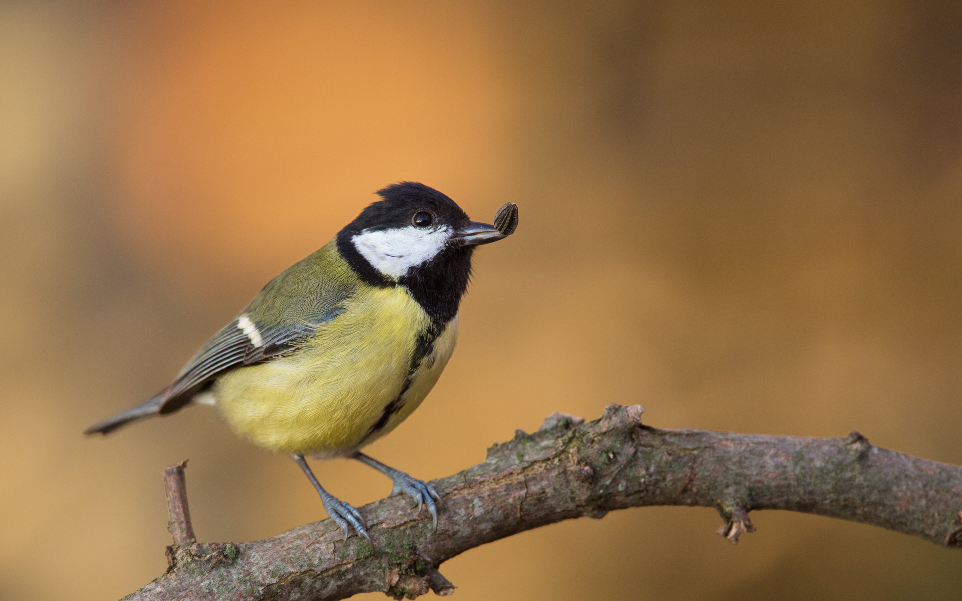 Cinciallegra - Il Natale per me è arrivato in anticip...