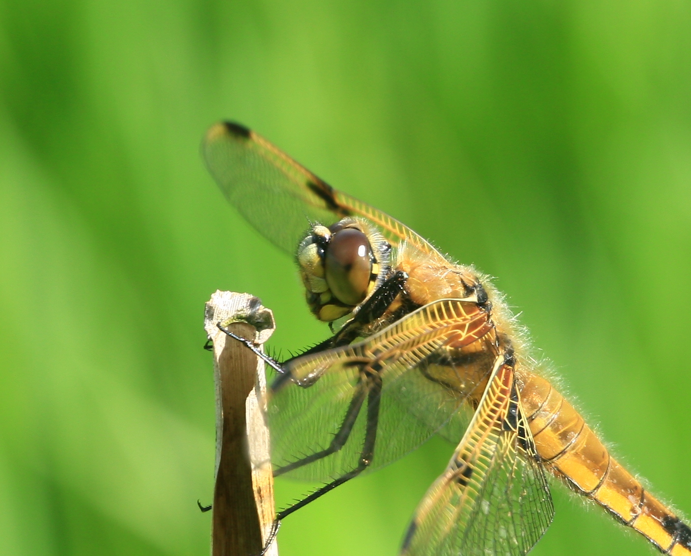 Libellula quadrimaculata