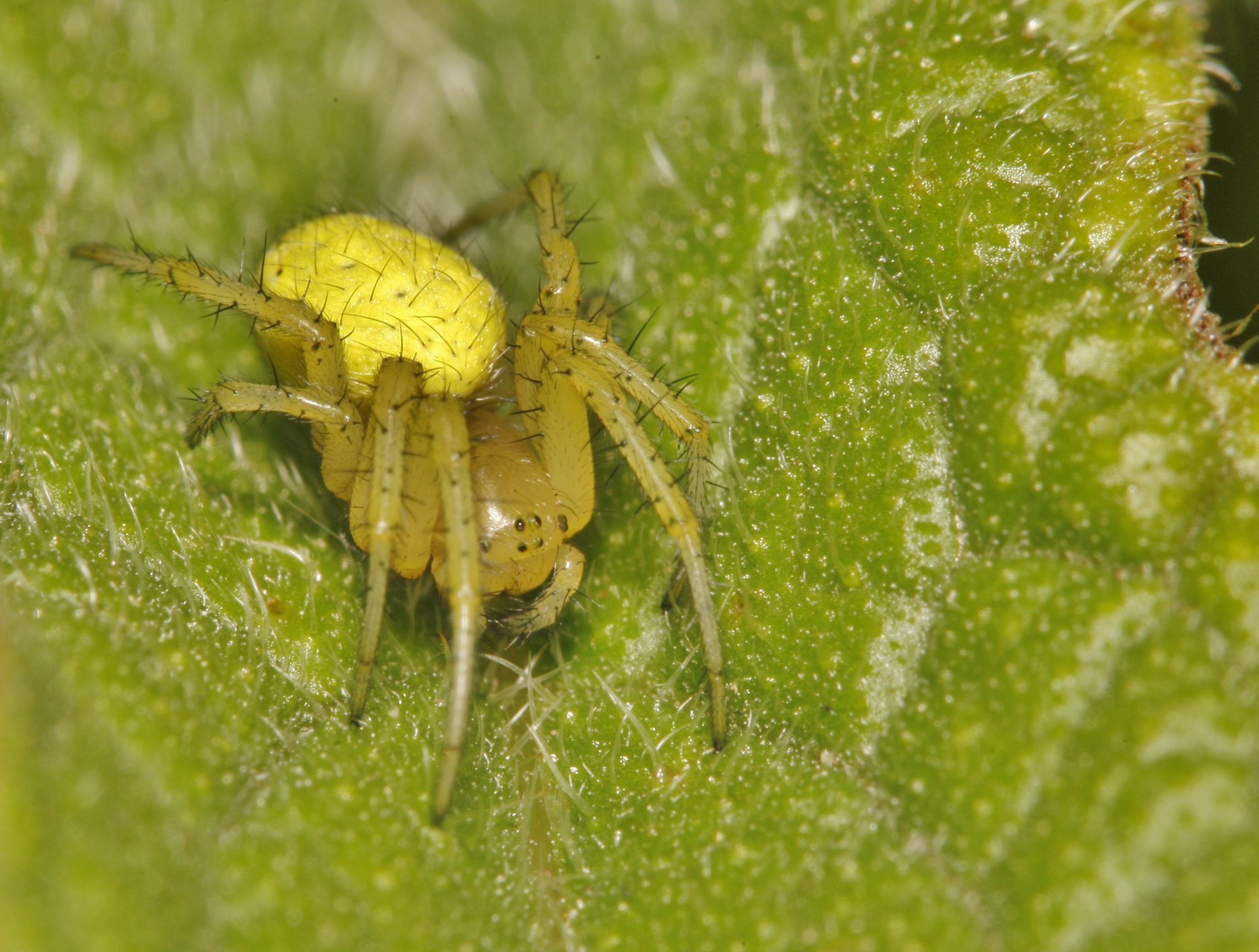 araniella cucurbitina