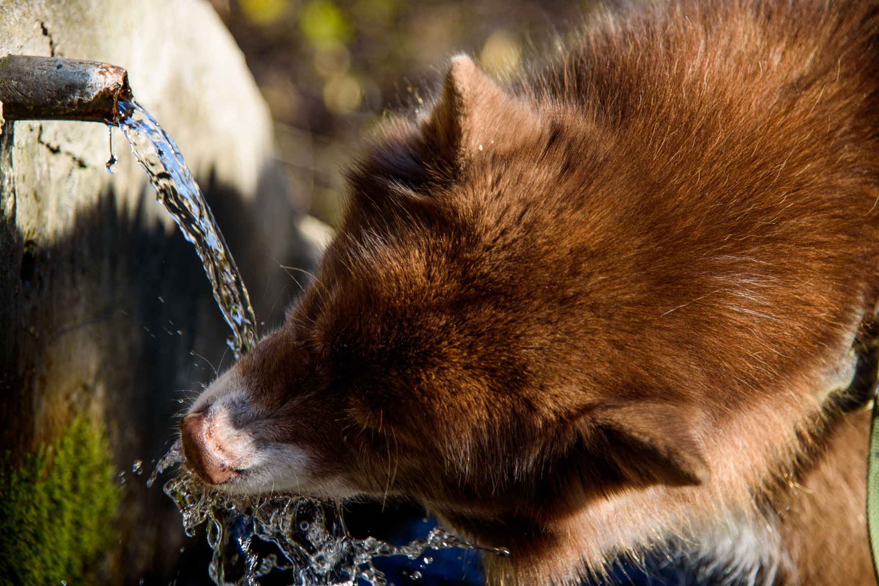 Drinking some good water