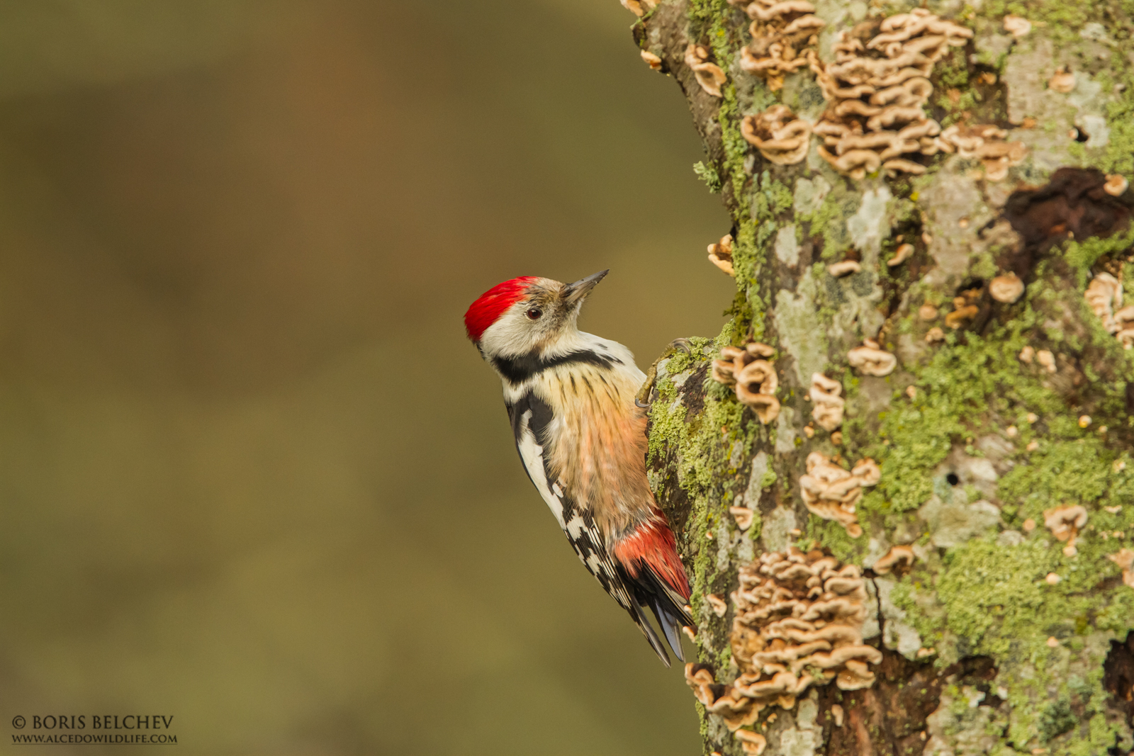 Middle Spotted Woodpecker (Dendrocopos medius)