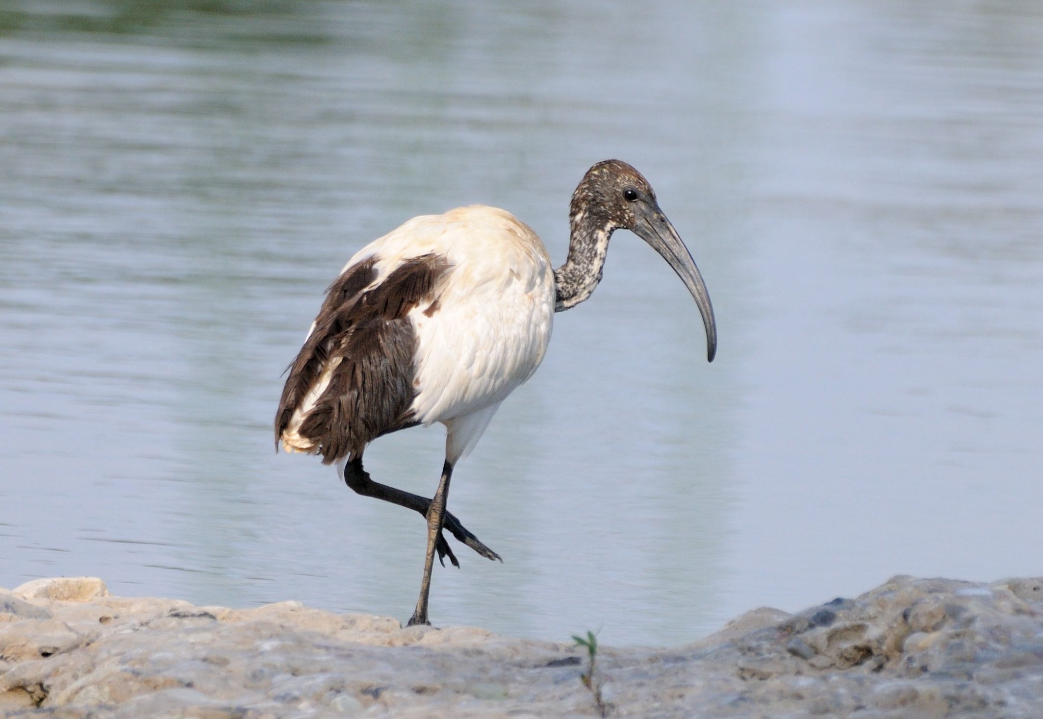 sacred ibis