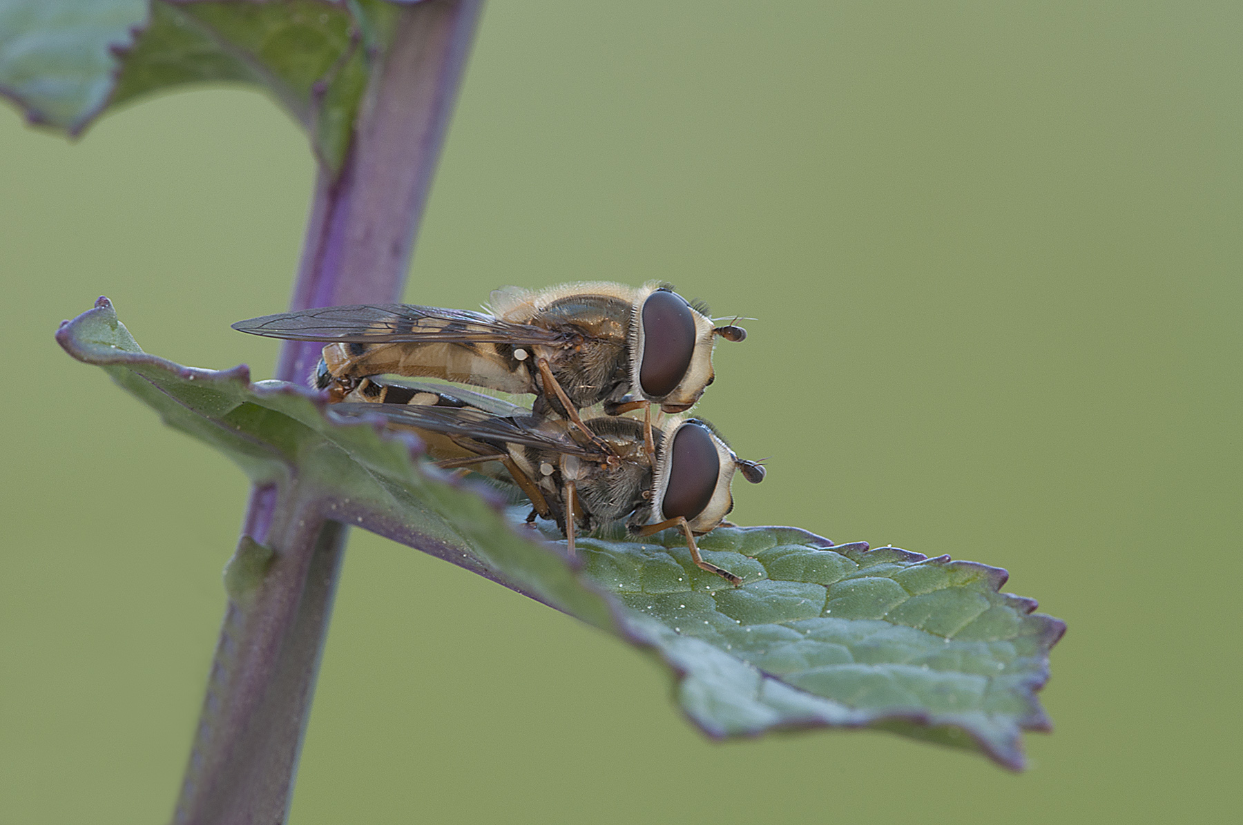 Hoverflies