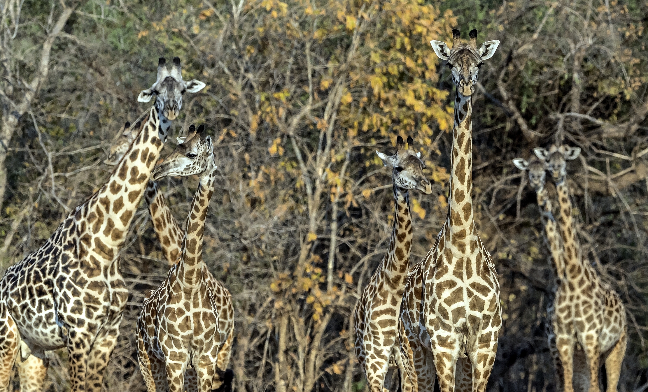 Zambia 2015 - Giraffe