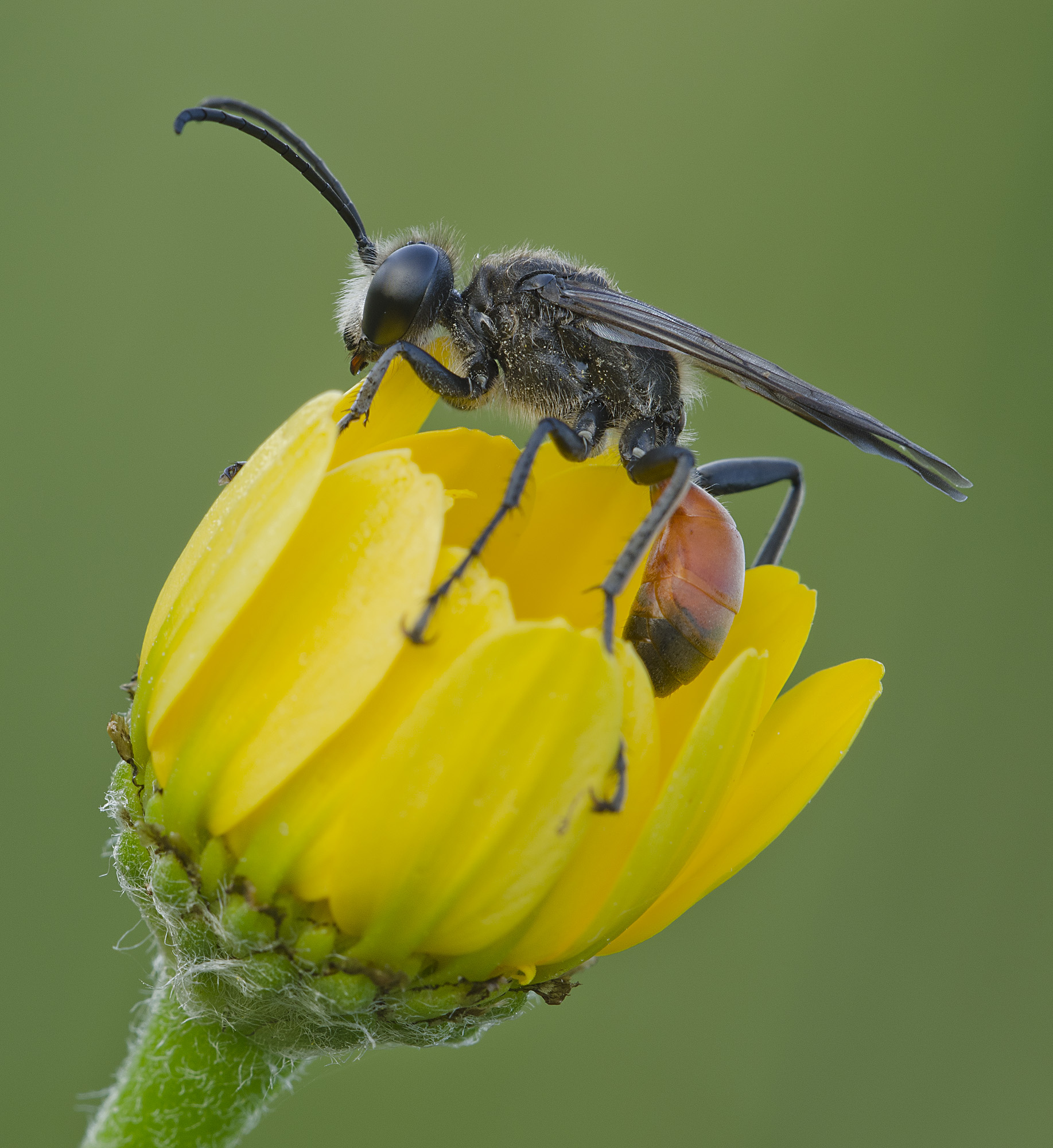 Imenottero Mutillide Nemka viduata - maschio