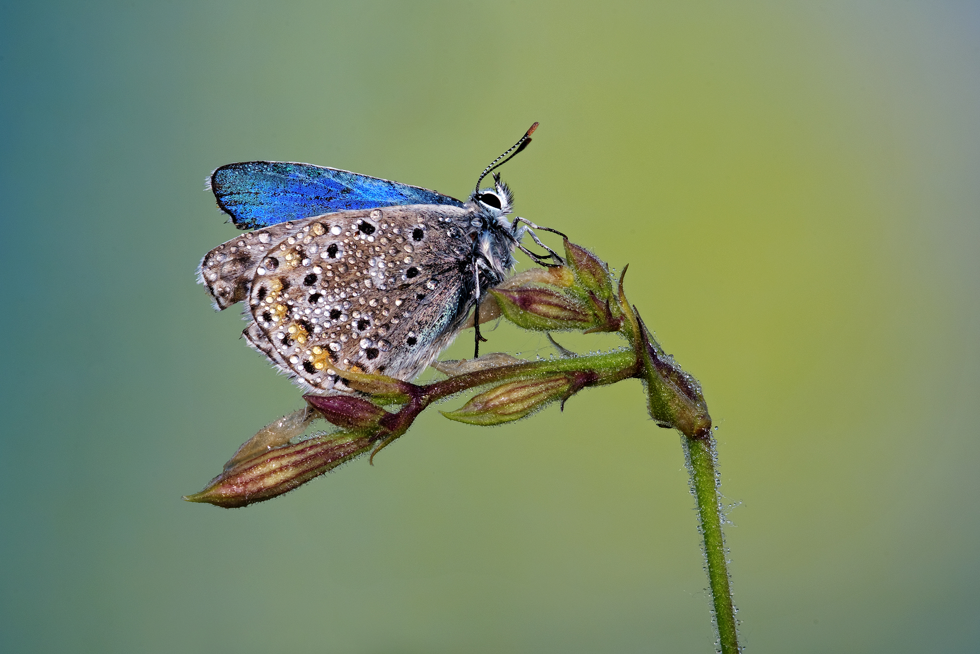 Polyommatus icarus