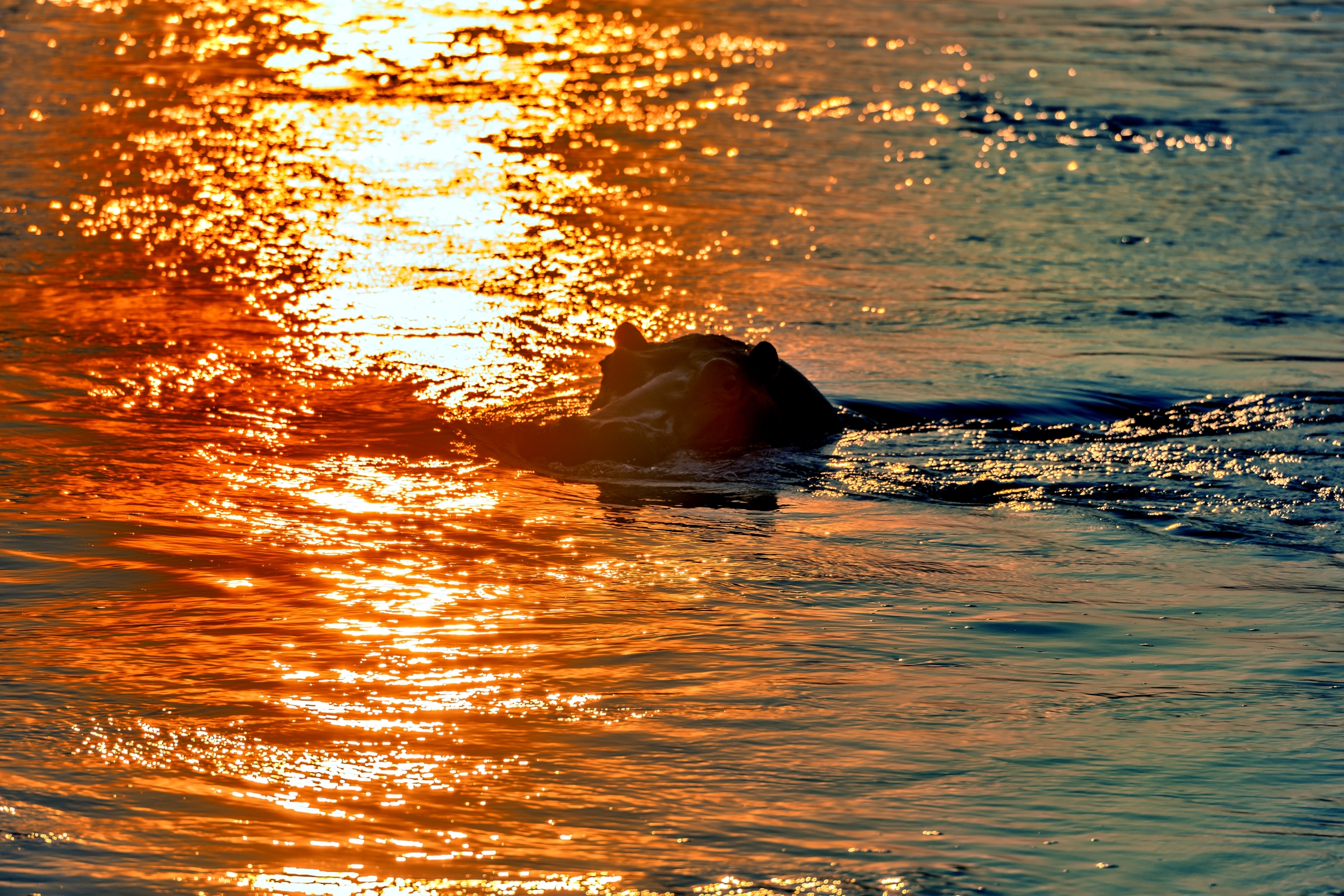 Zimbabwe 2015 - Tramonto con ippo