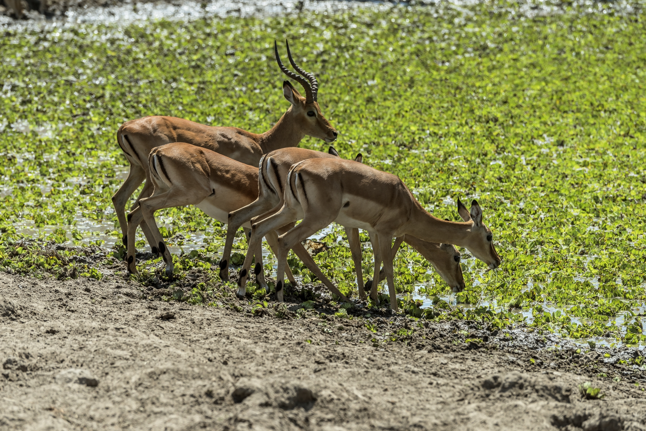 Zambia 2015 - Abbeverata