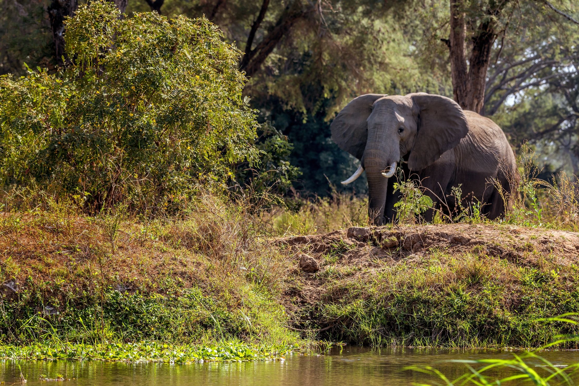 Zambia 2015 - Lover Zambesi