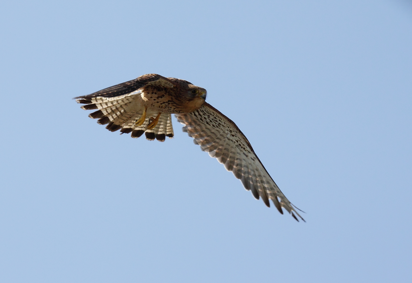 kestrel