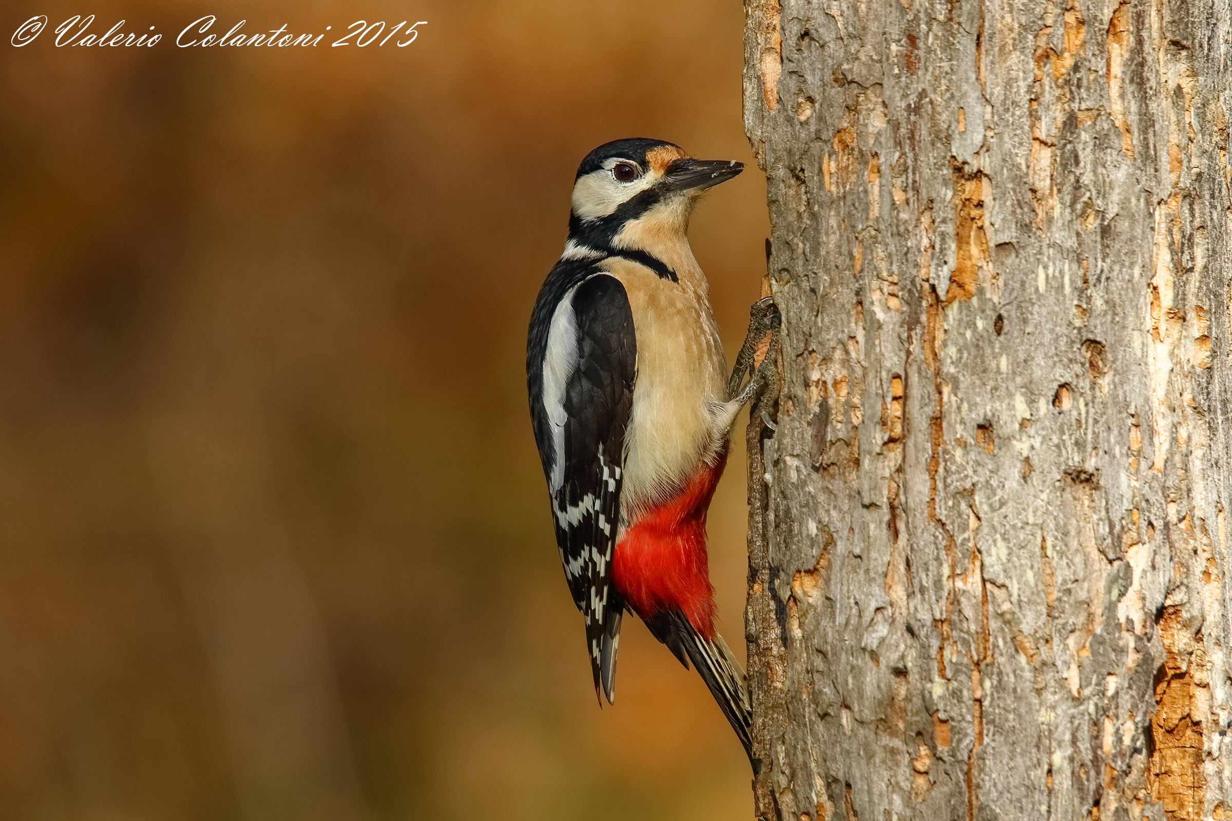 Red woodpecker ...