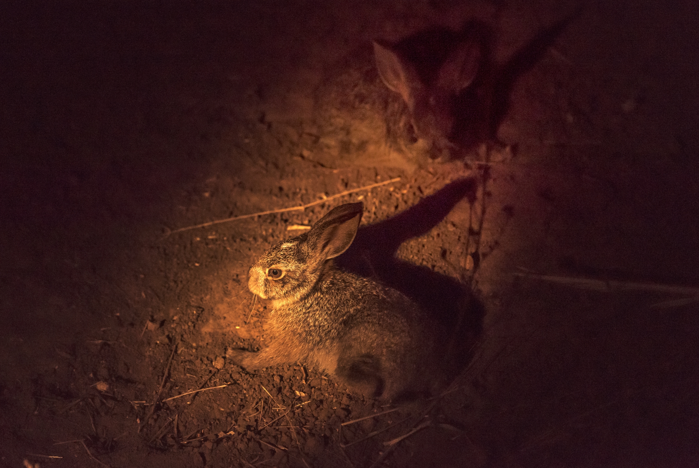 Zambia 2015 - Notturna