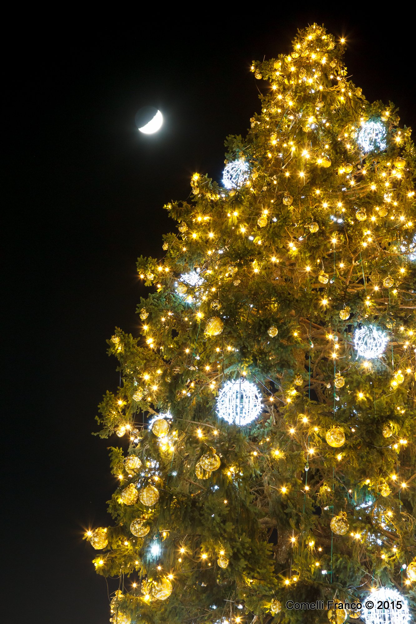 Milan, tree with the moon