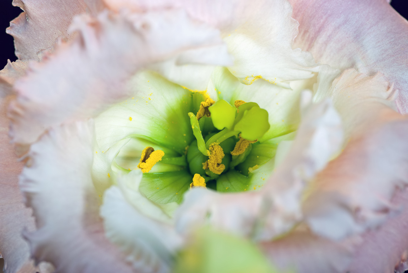Lisianthus
