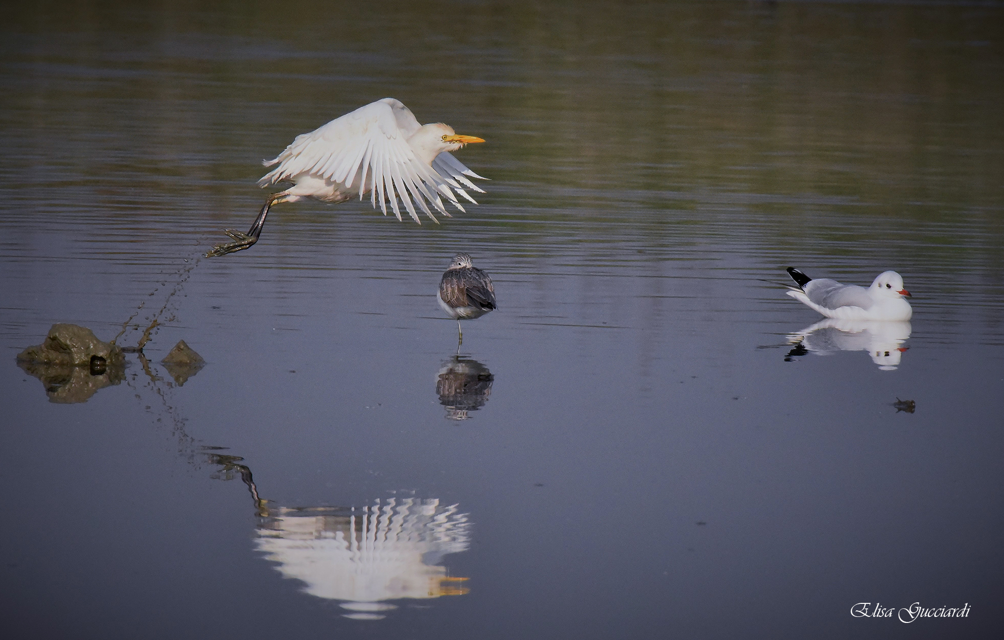 guardabuoi con gabbianella