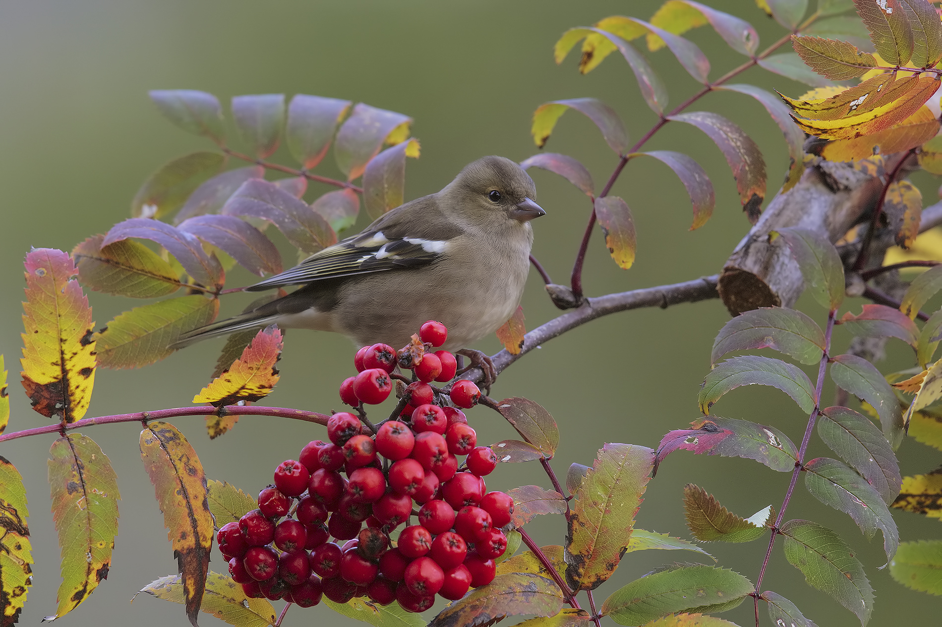 Rowan autumn with finch