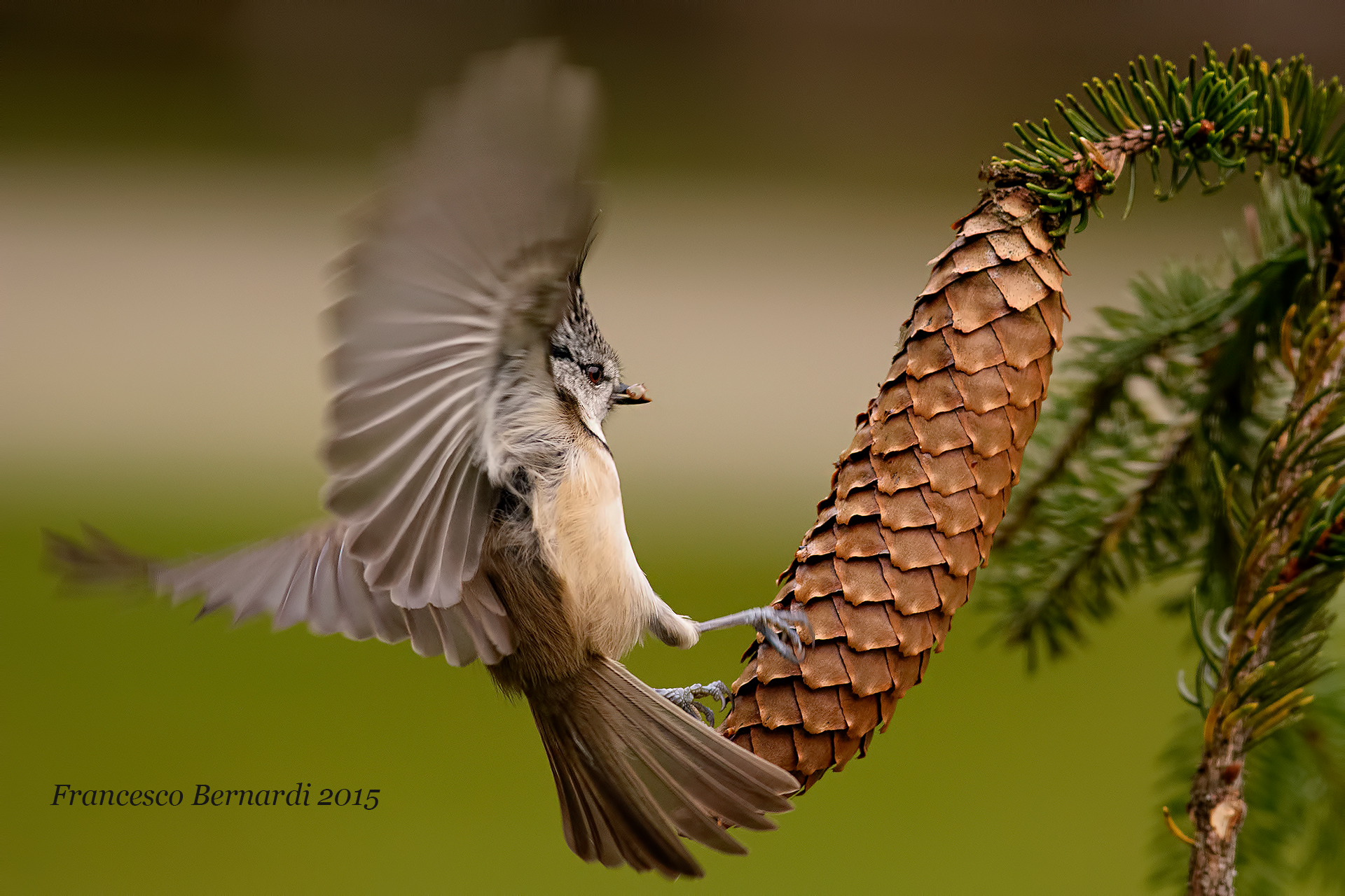 Crested tit
