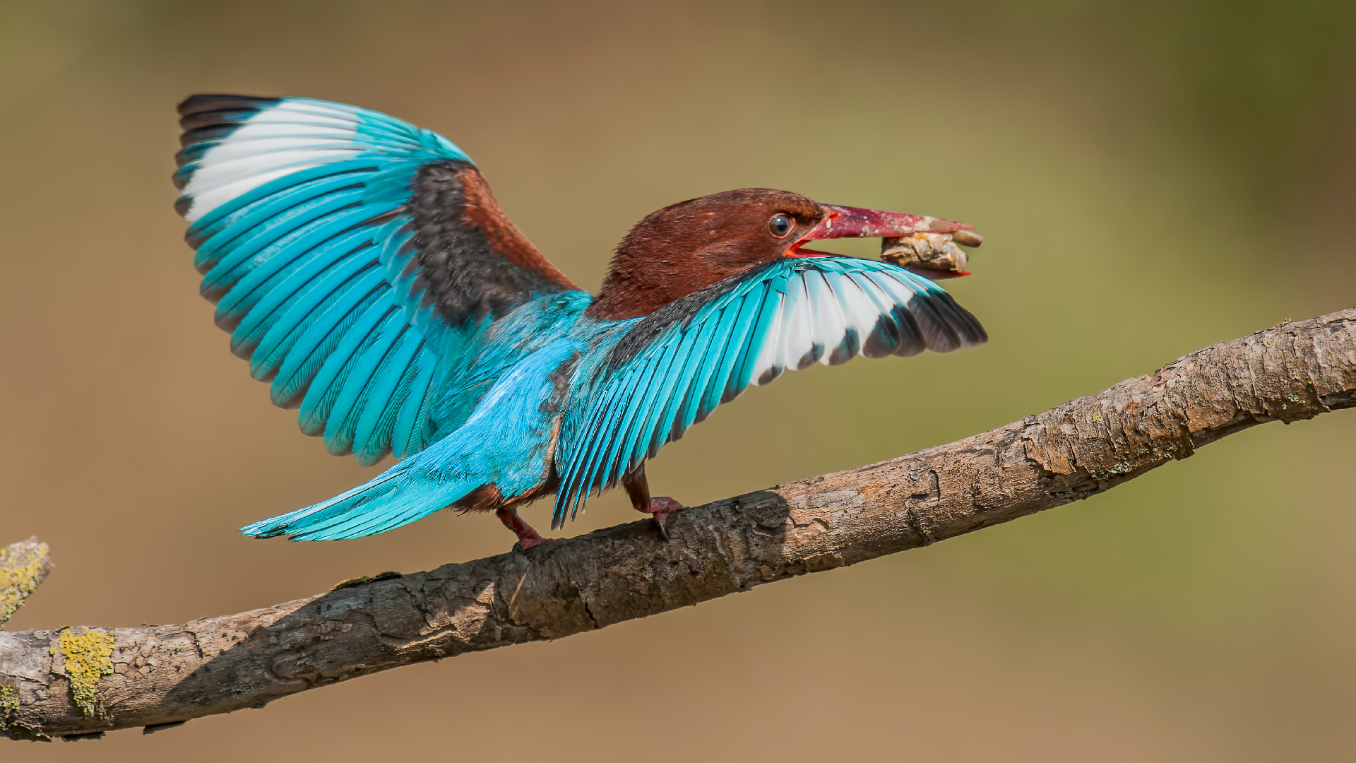 Halcyon smyrnensis » White-throated Kingfisher