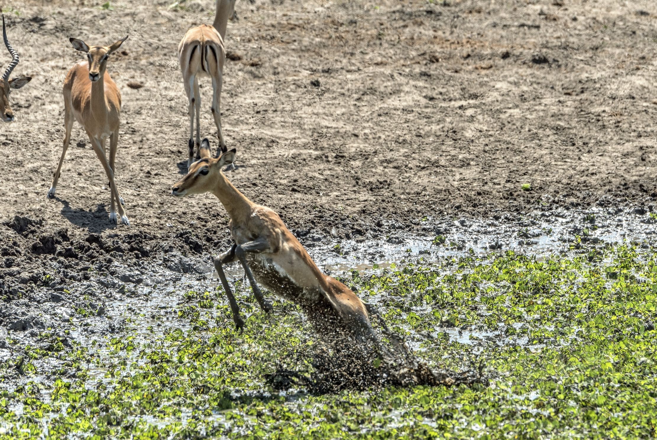 Zambia 2015 - Salto di paura