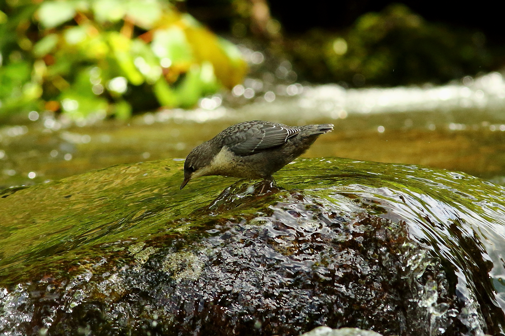 Giovane Merlo Acquaiolo
