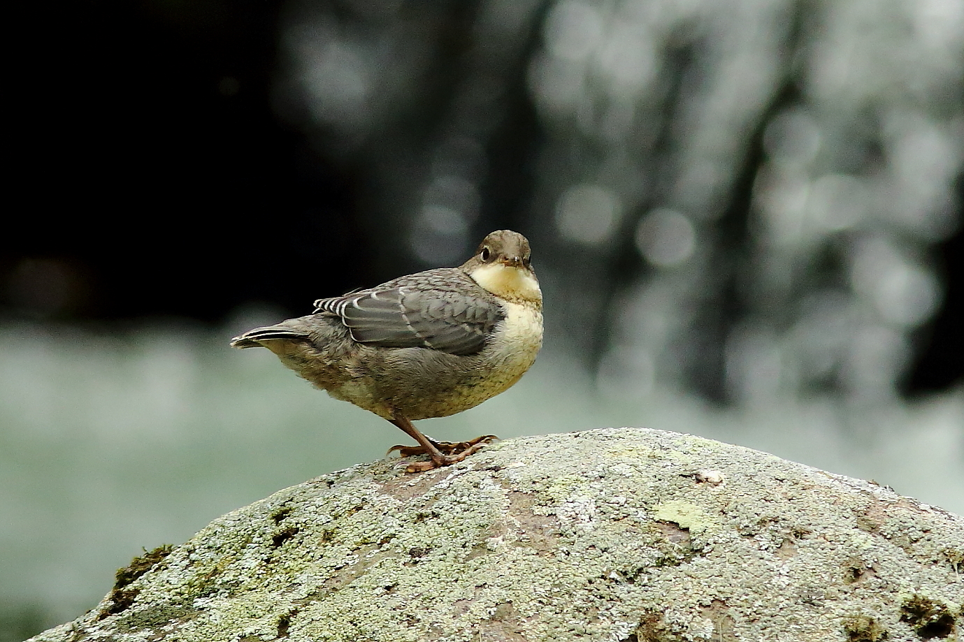 Giovane Merlo Acquaiolo