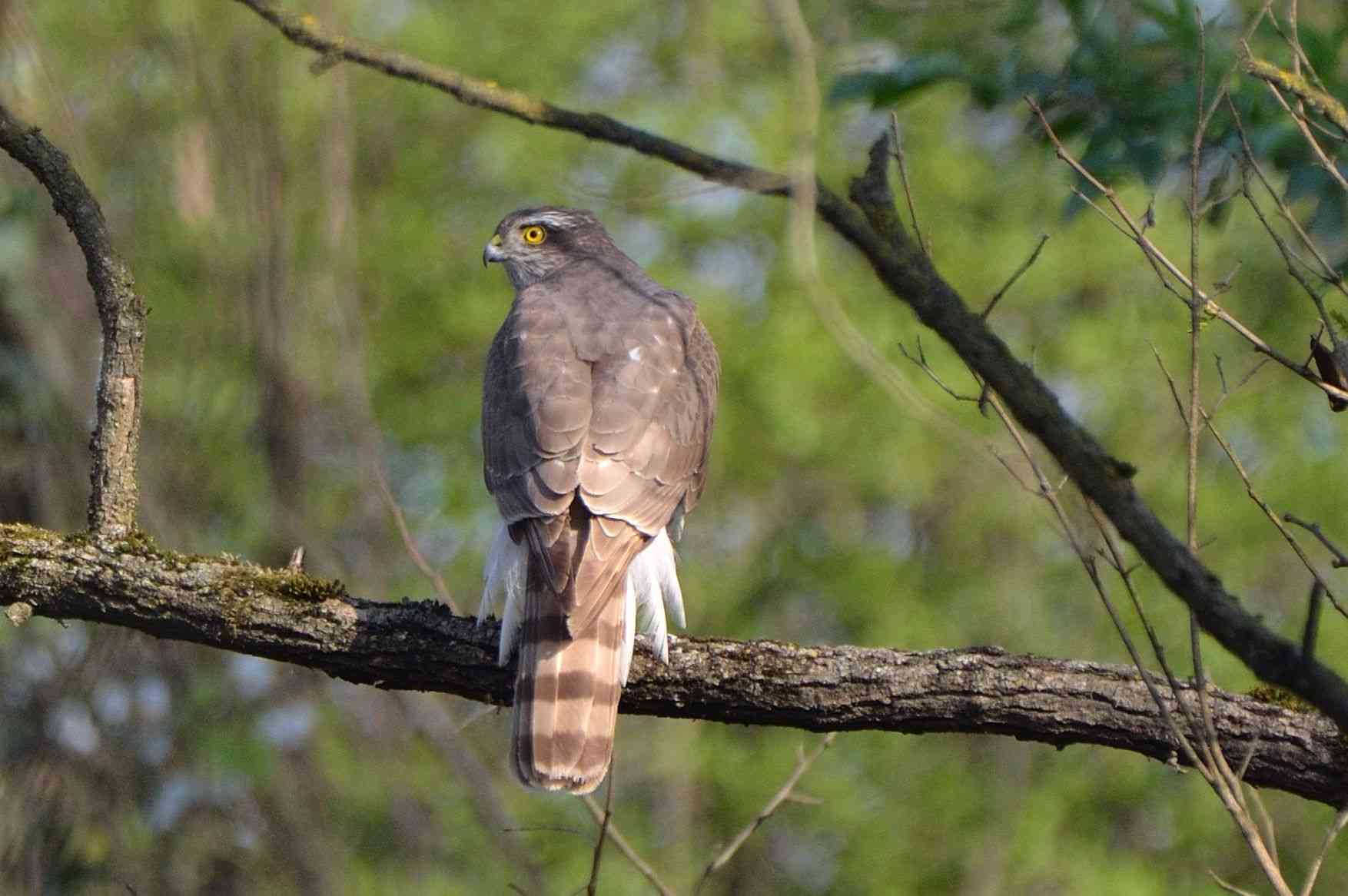 goshawk