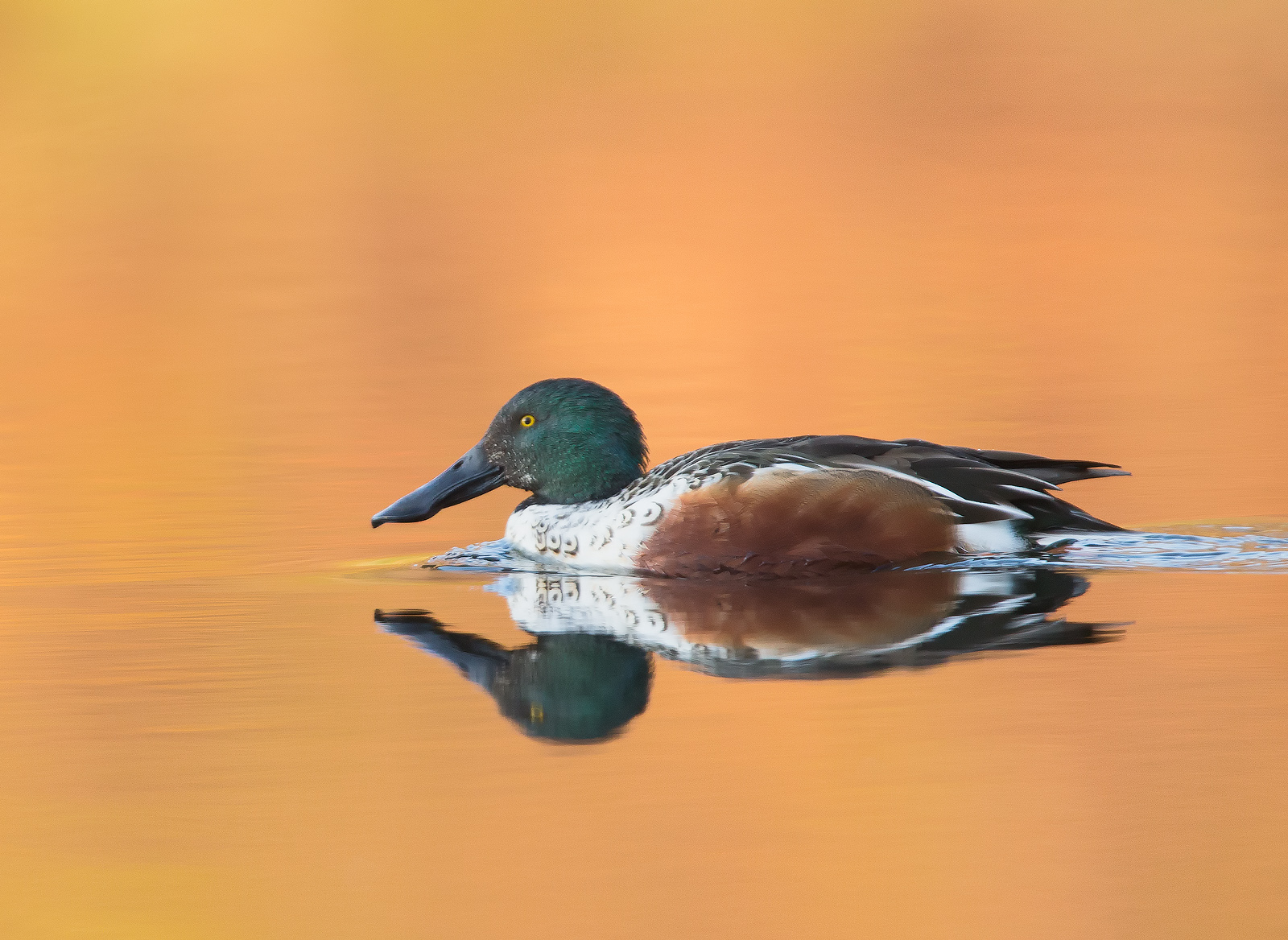 Northern Shoveler - Drake