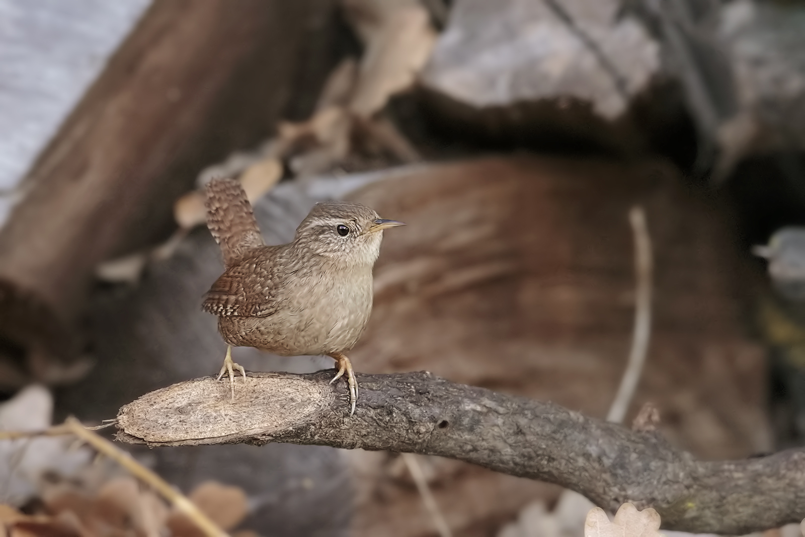 my first wren