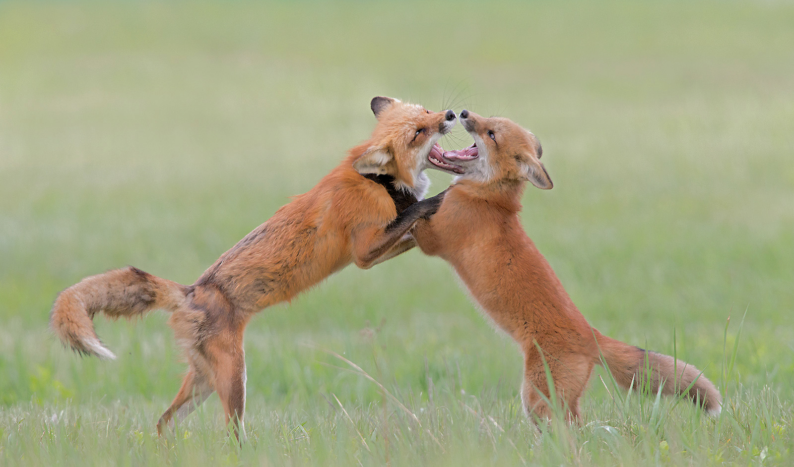 Red Fox Vixen e Kit di gioco, Ontario, Canada