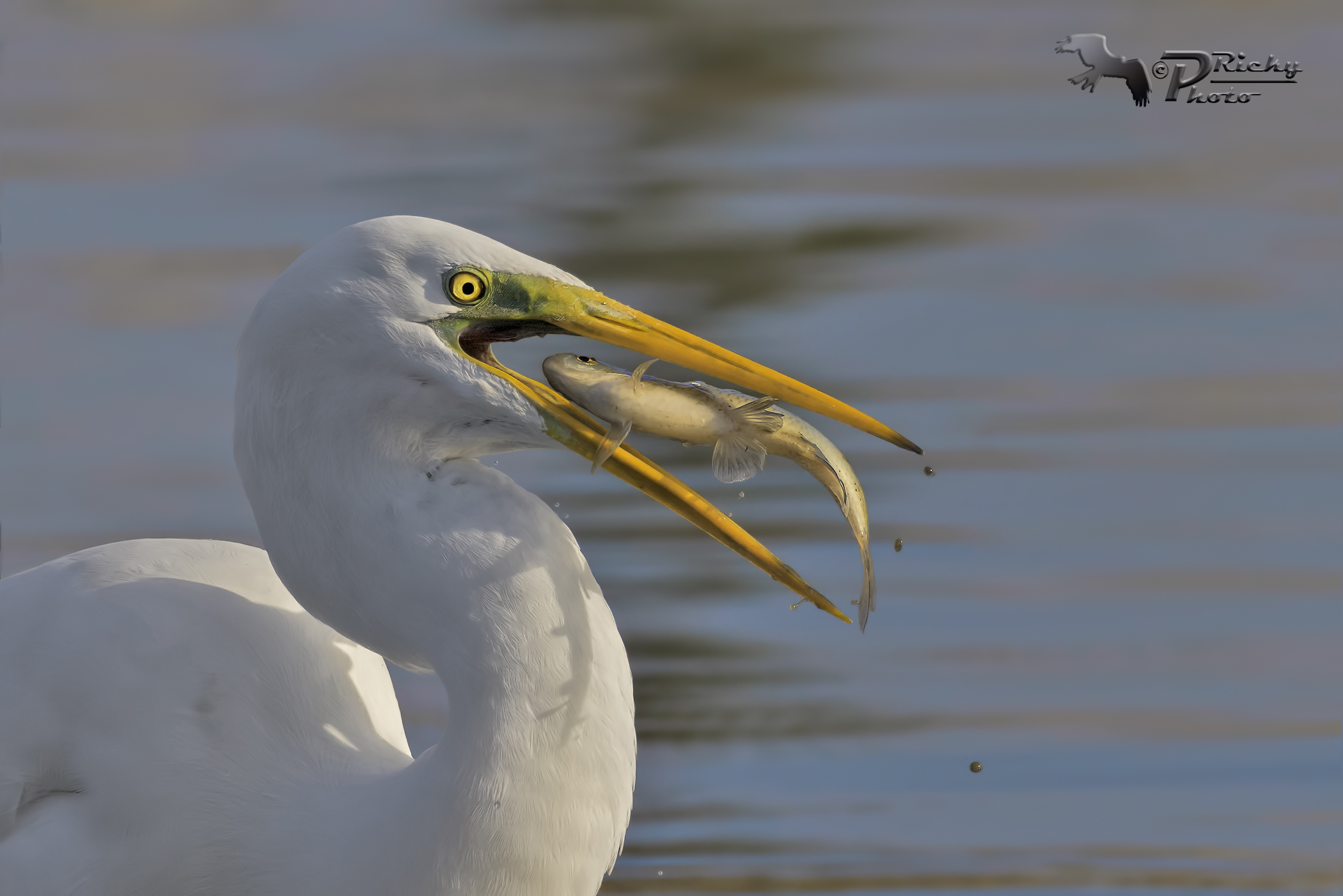 Breakfast on the fly!