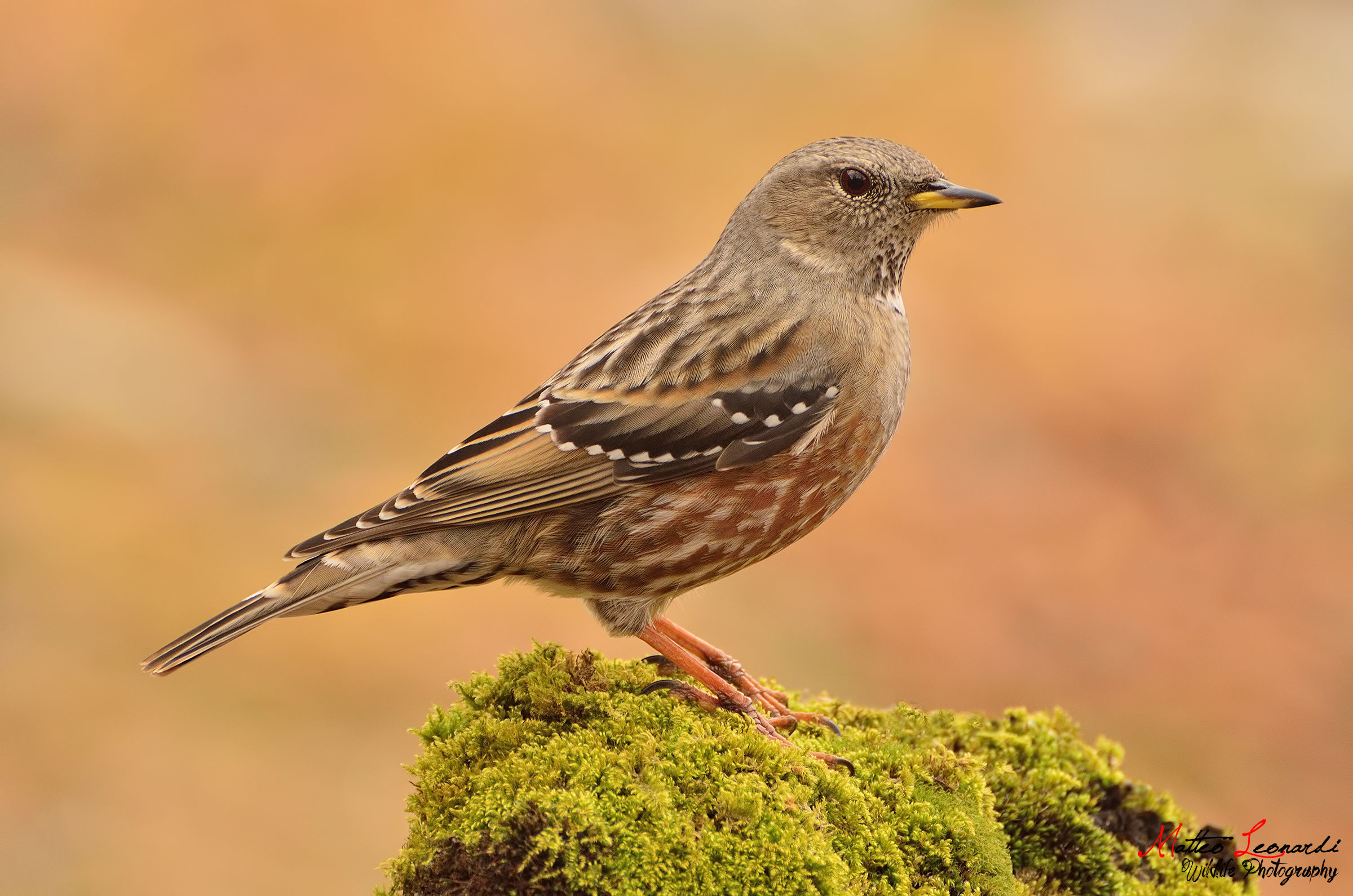 Sordone - Alpi Apuane