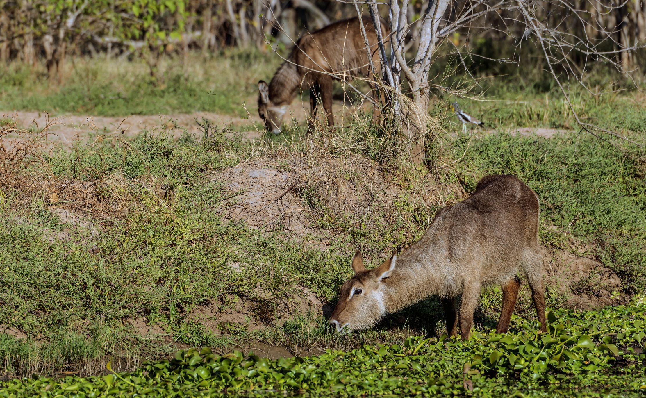 Zambia 2015 - Waterbuck